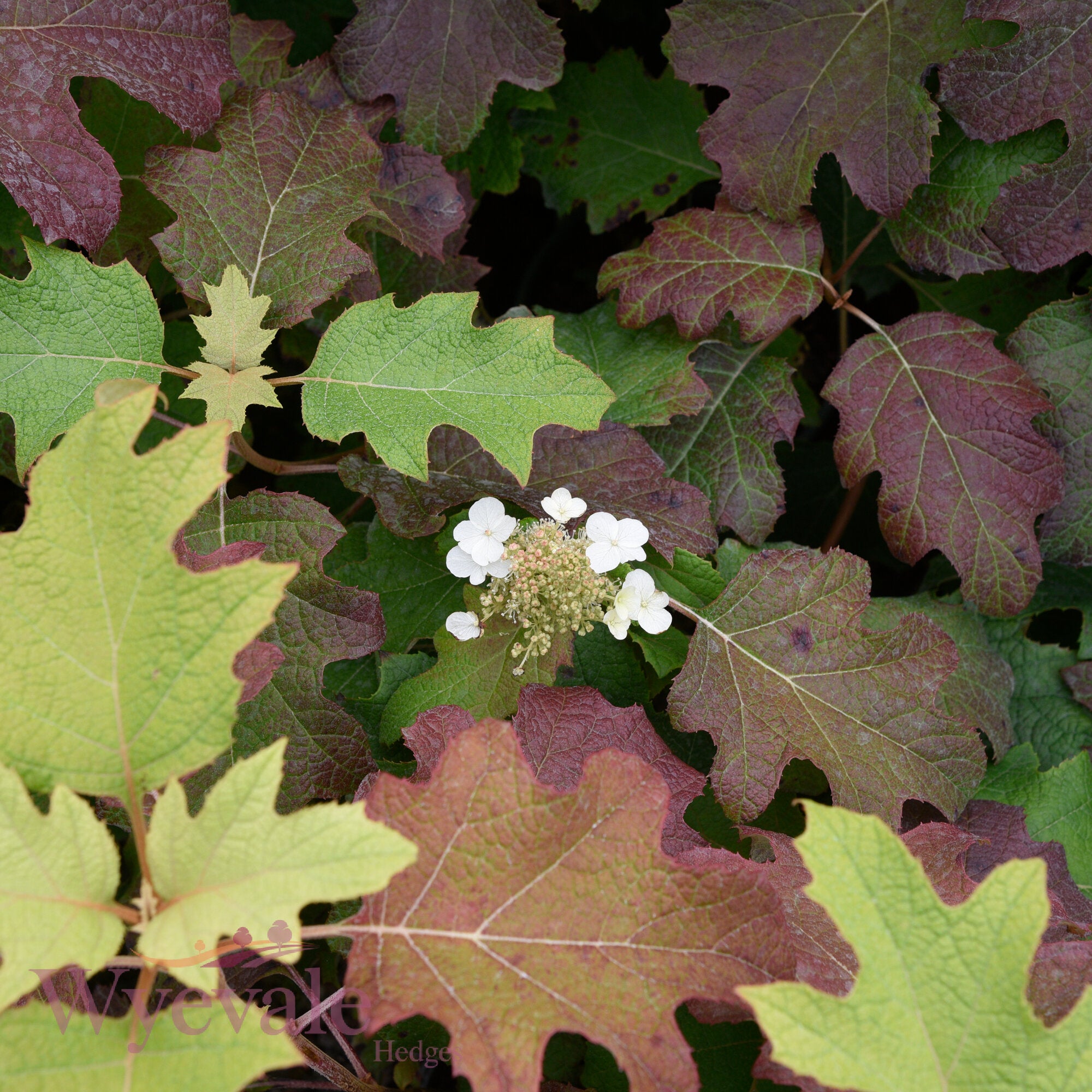 Hydrangea quercifolia (Oakleaf hydrangea) 'Snow Queen'