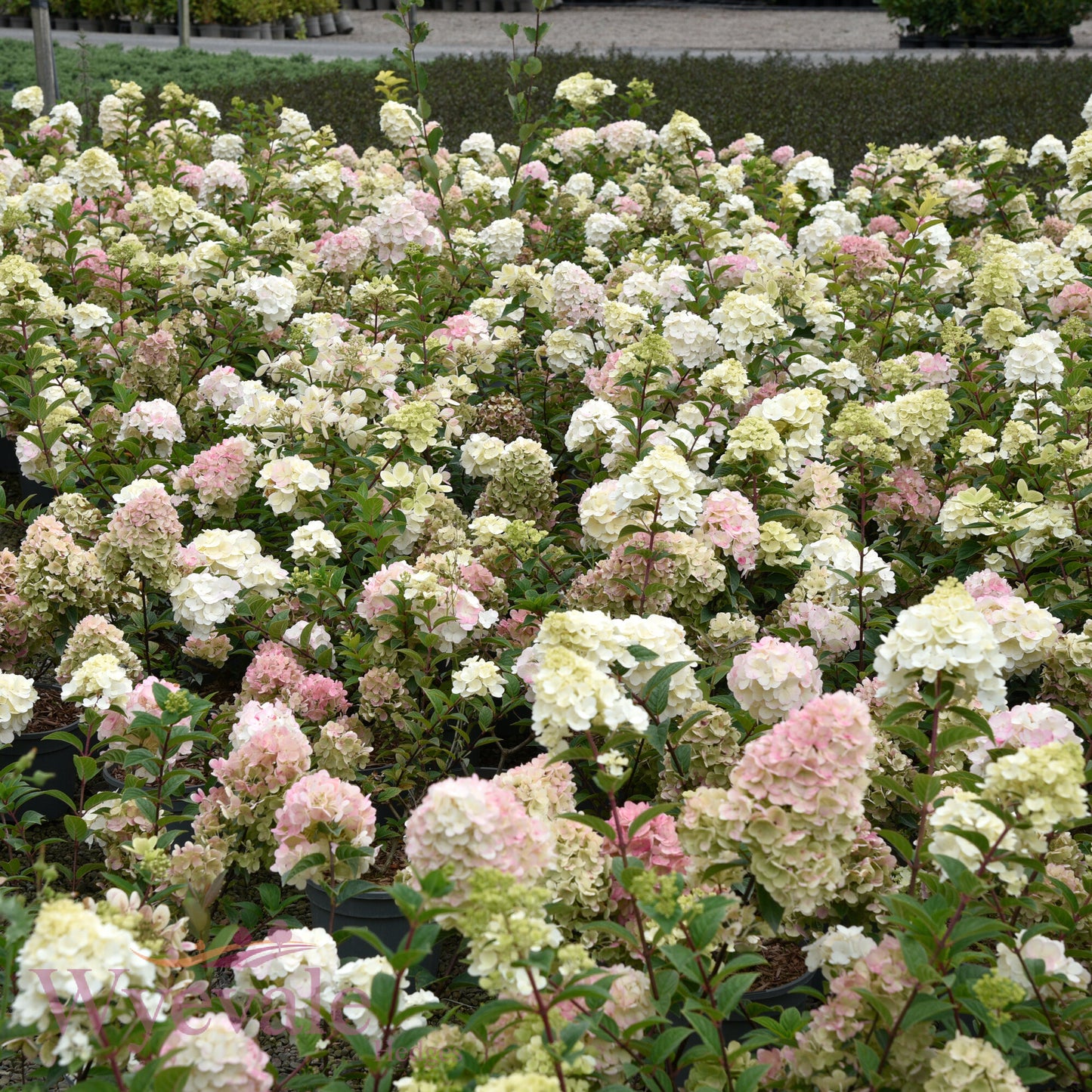 Hydrangea paniculata (Panicle Hydrangea) 'Sundae Fraise'