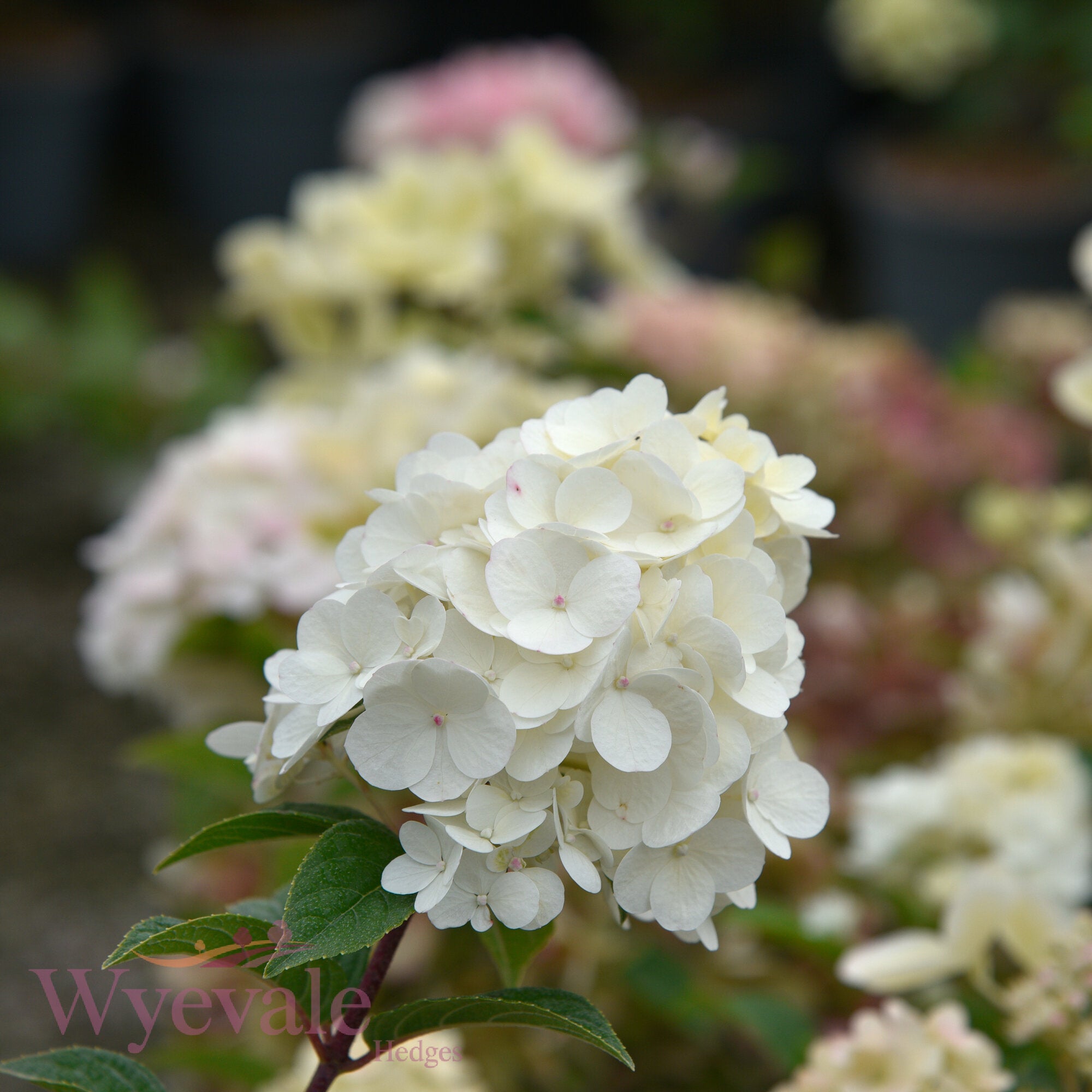 Hydrangea paniculata (Panicle Hydrangea) 'Sundae Fraise'