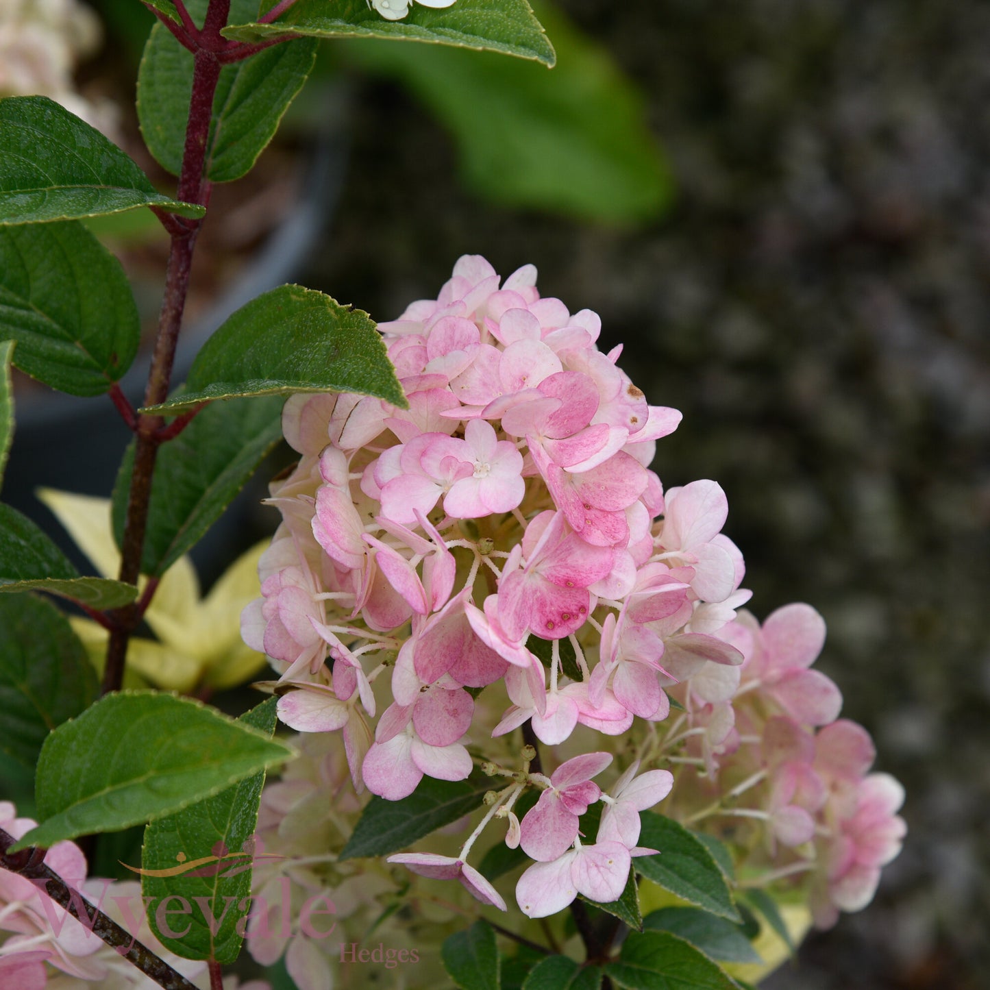 Hydrangea paniculata (Panicle Hydrangea) 'Sundae Fraise'