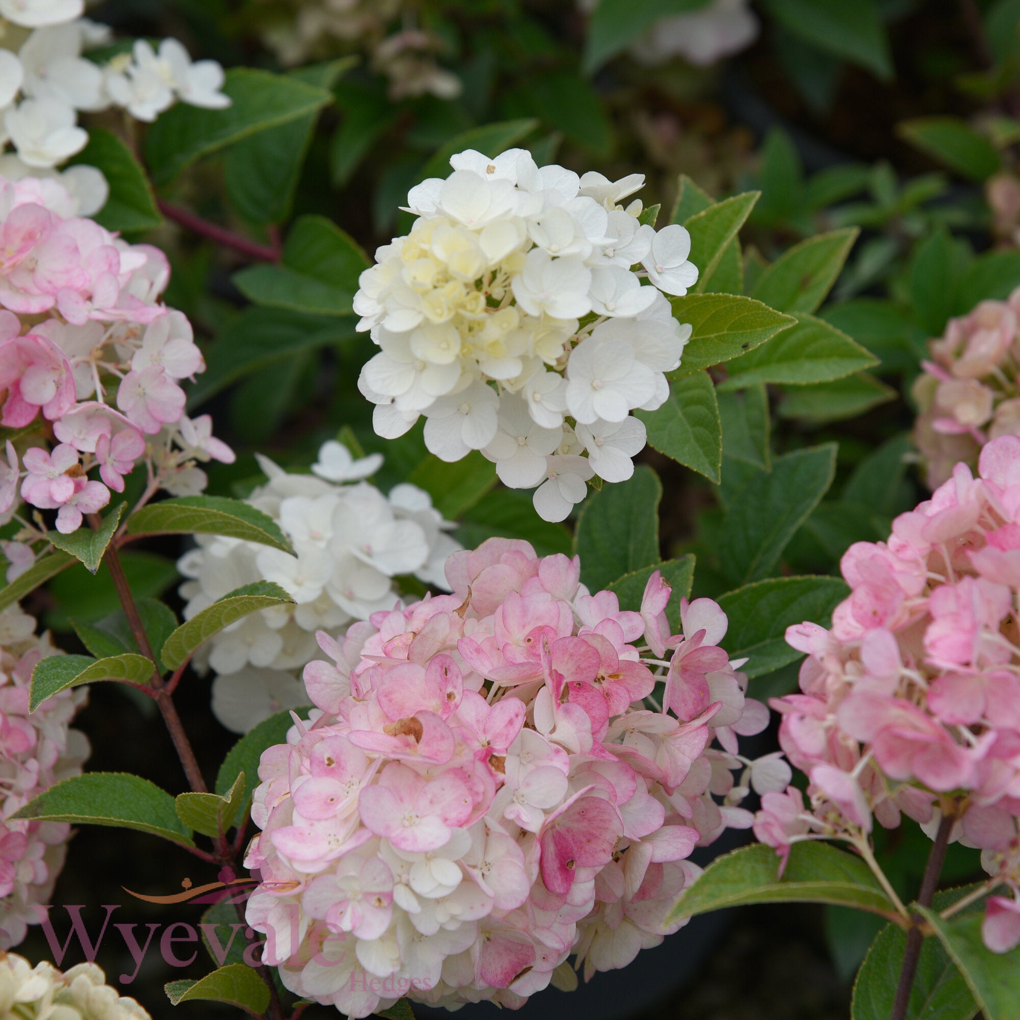 Hydrangea paniculata (Panicle Hydrangea) 'Sundae Fraise'