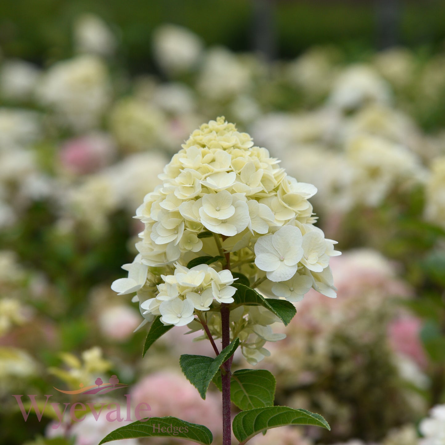 Hydrangea paniculata (Panicle Hydrangea) 'Sundae Fraise'