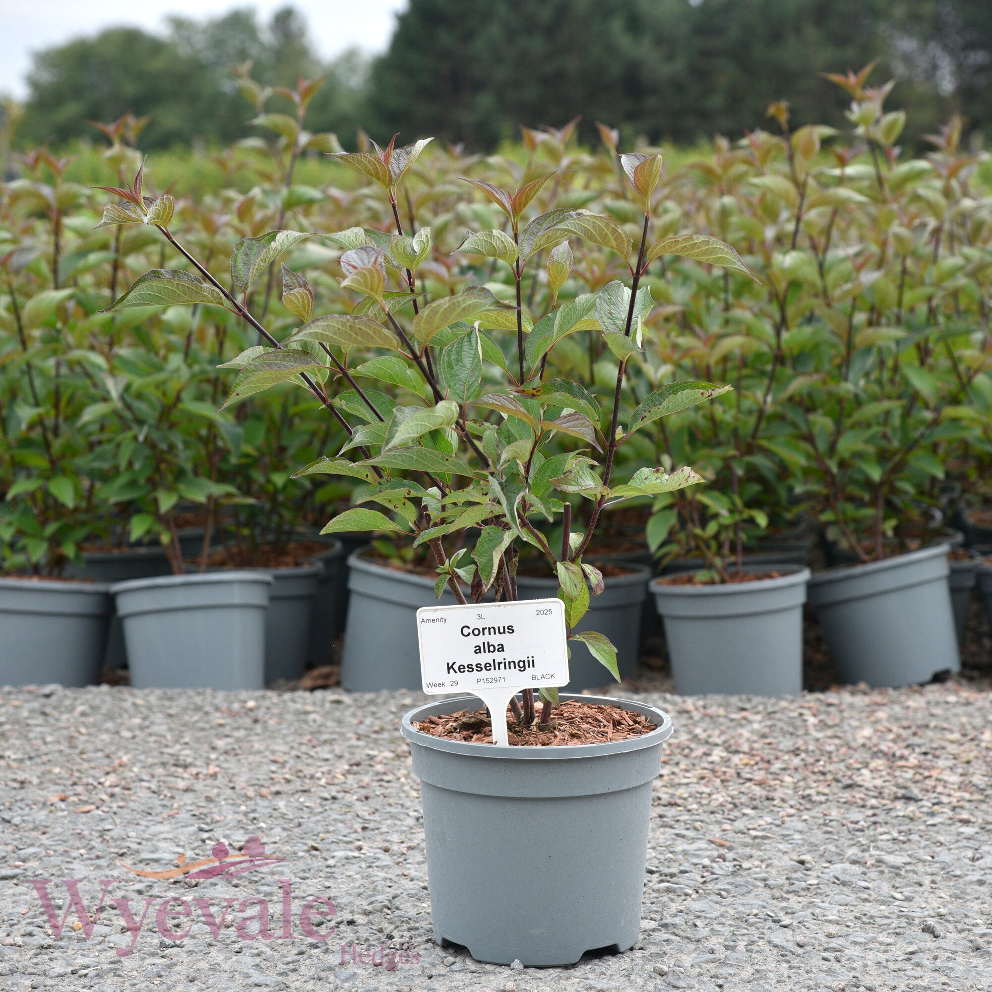 Cornus alba (Red-Barked Dogwood Kesselringii) 'Kesselringii'