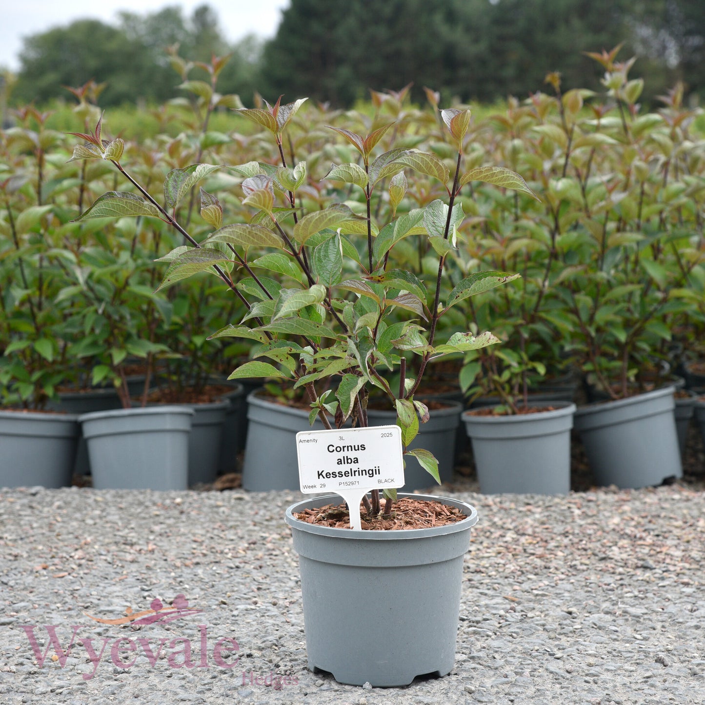 Cornus alba (Red-Barked Dogwood Kesselringii) 'Kesselringii'