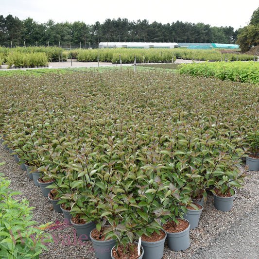 Cornus alba (Red-Barked Dogwood Kesselringii) 'Kesselringii'