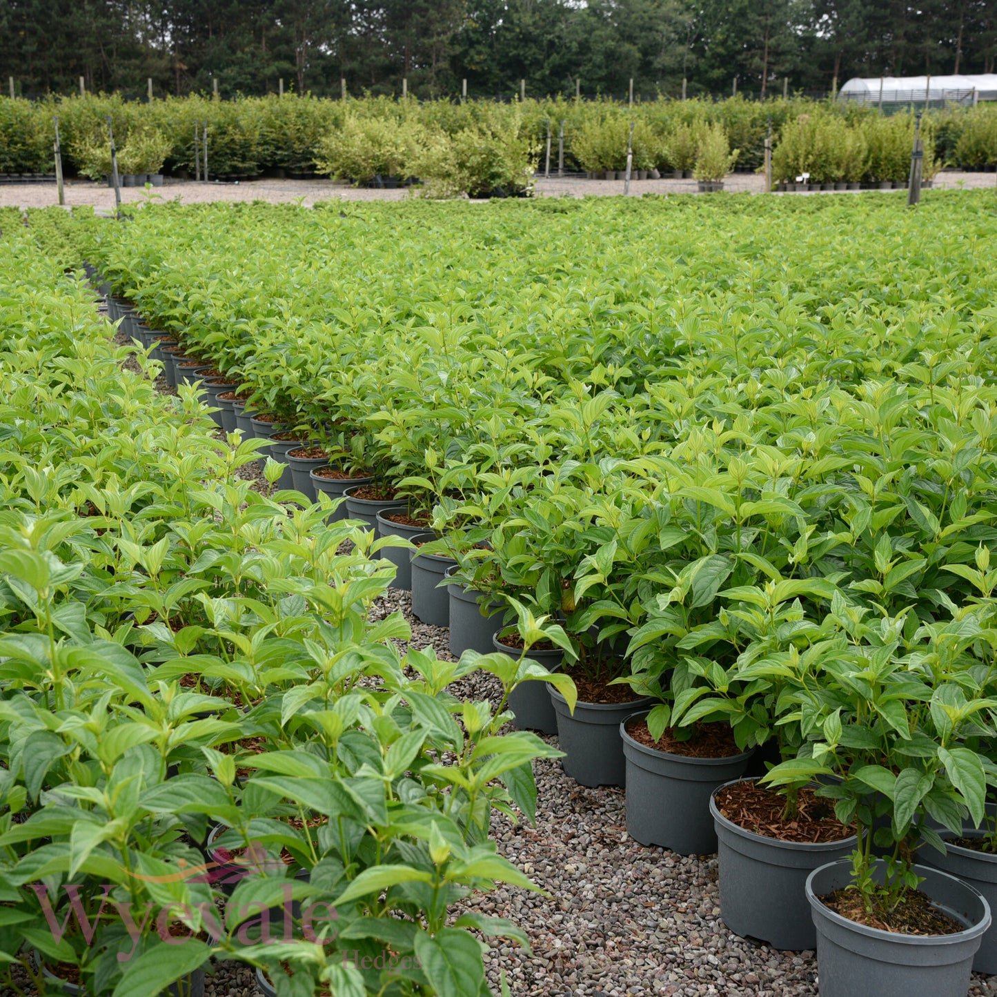 Cornus sericea (Red osier dogwood) 'Flaviramea'