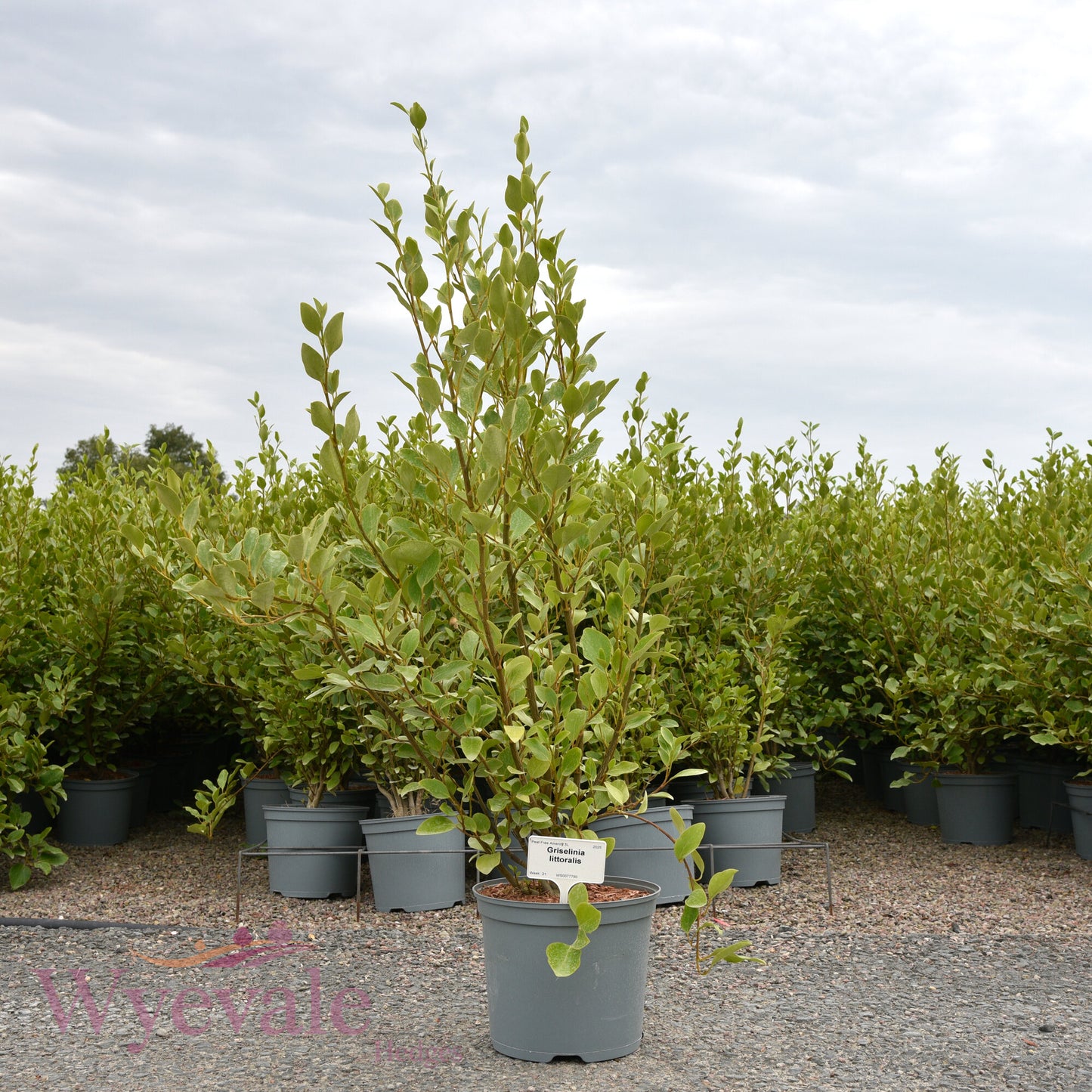 Griselinia littoralis (Broadleaf)
