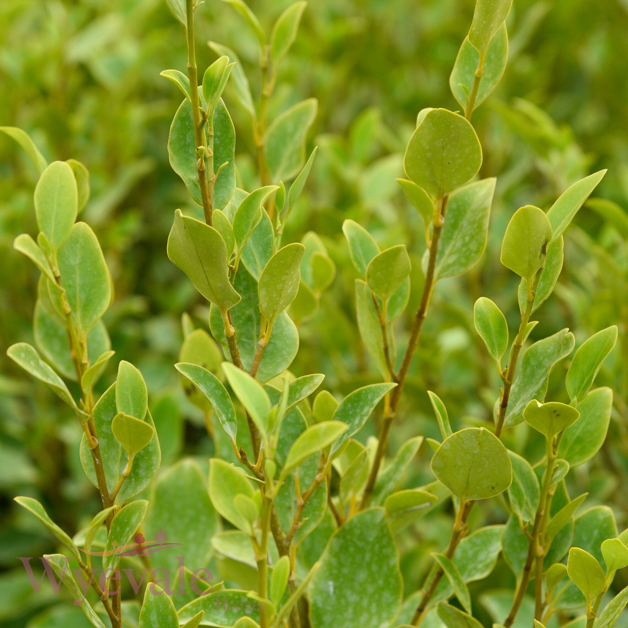 Griselinia littoralis (Broadleaf)
