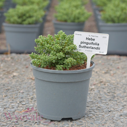 Hebe pinguifolia (Pagei) 'Sutherlandii'