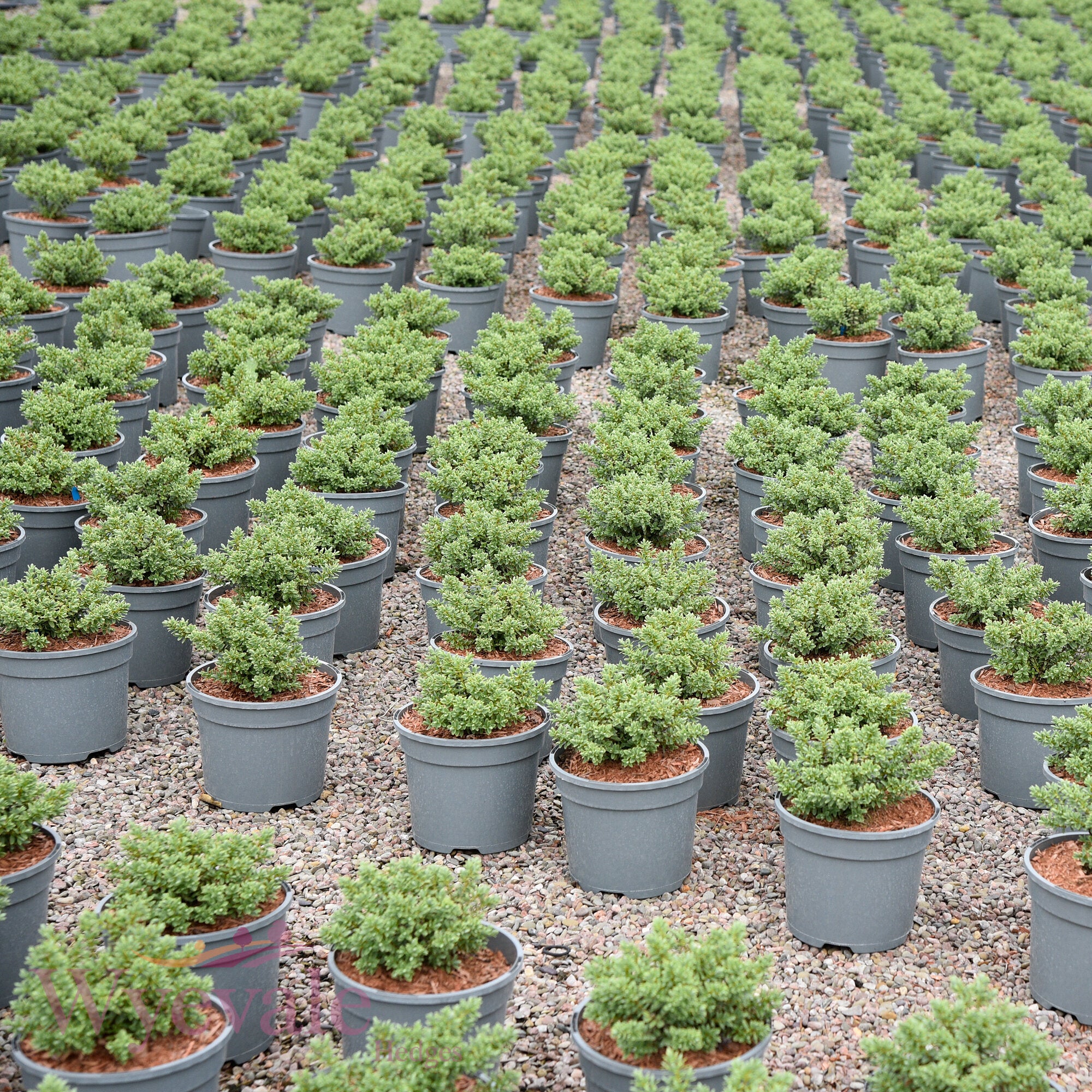 Hebe pinguifolia (Pagei) 'Sutherlandii'