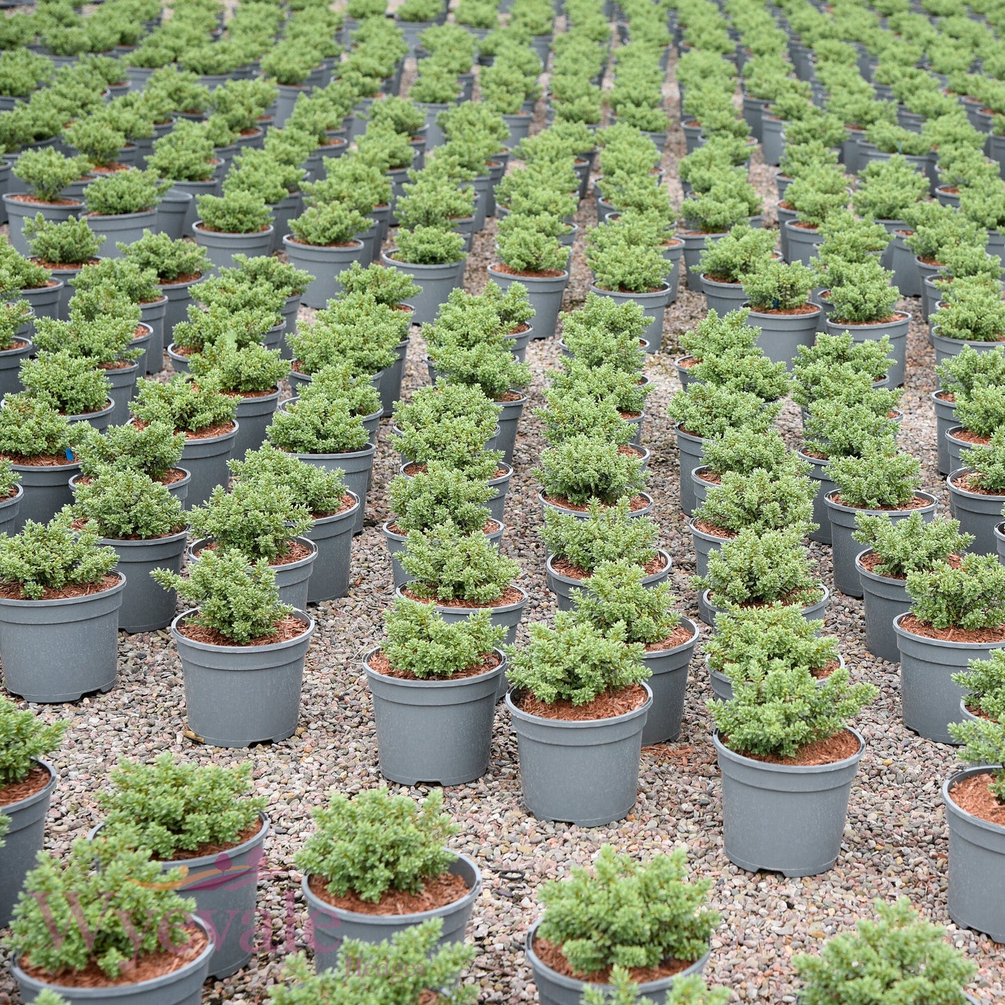 Hebe pinguifolia (Pagei) 'Sutherlandii'