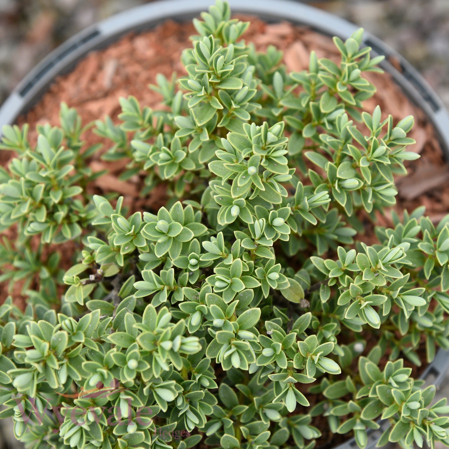 Hebe pinguifolia (Pagei) 'Sutherlandii'