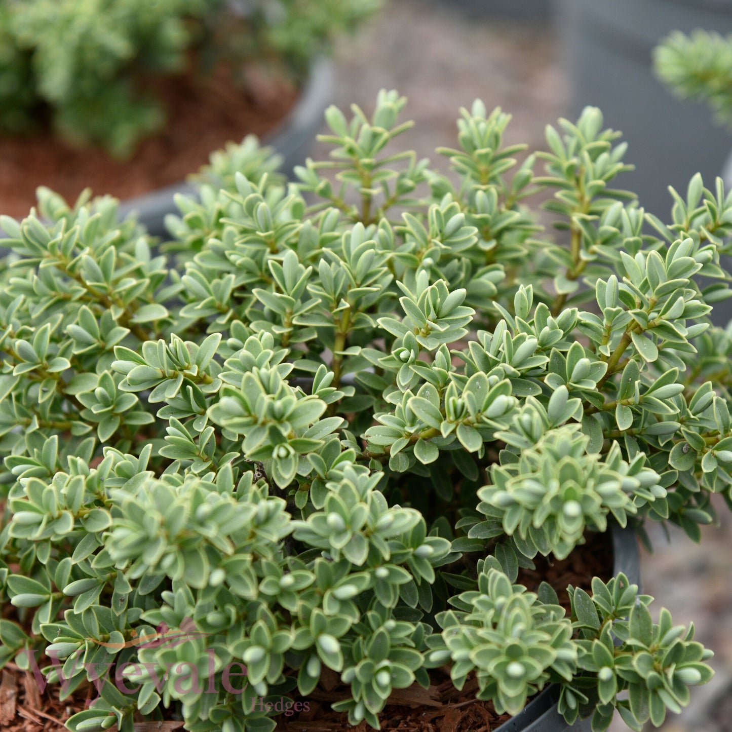 Hebe pinguifolia (Pagei) 'Sutherlandii'