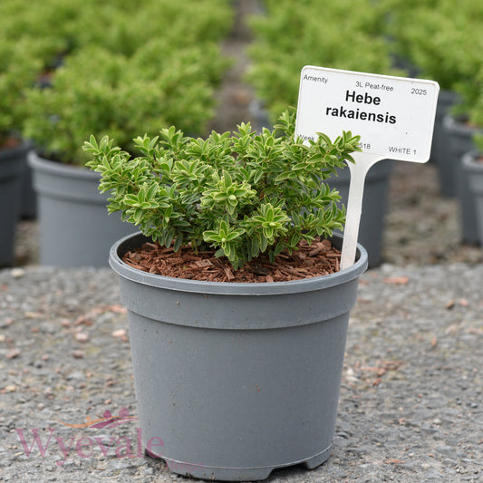 Hebe rakaiensis (Shrubby Veronica)