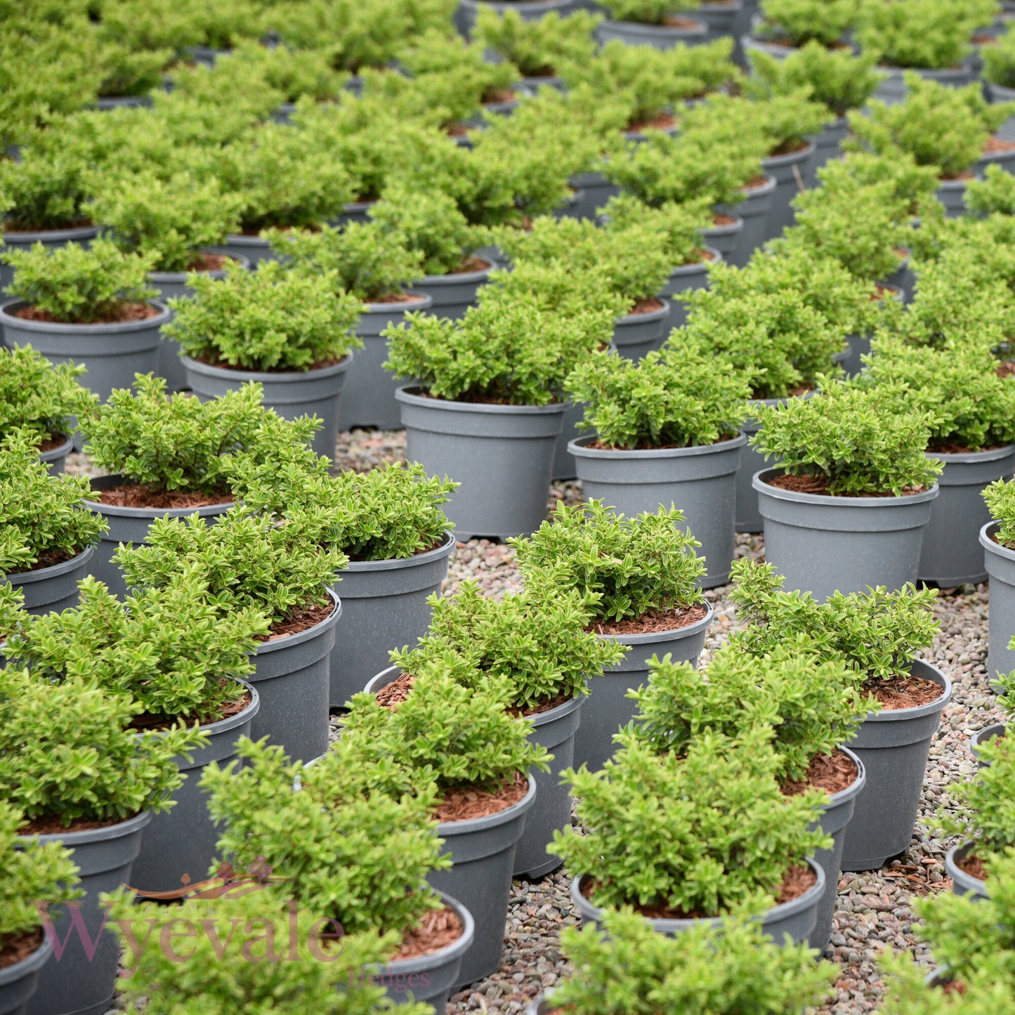 Hebe rakaiensis (Shrubby Veronica)