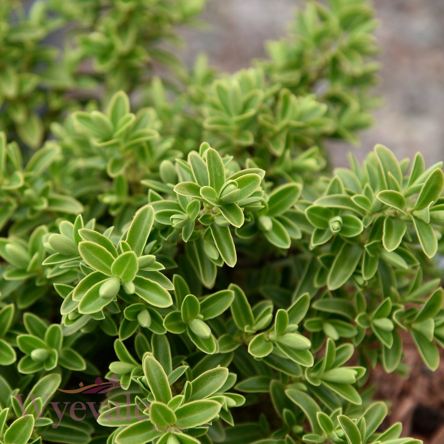 Hebe rakaiensis (Shrubby Veronica)