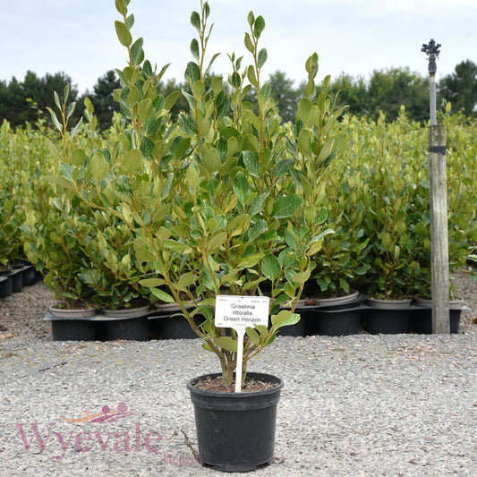 Griselinia littoralis (Broadleaf) 'Green Horizon'