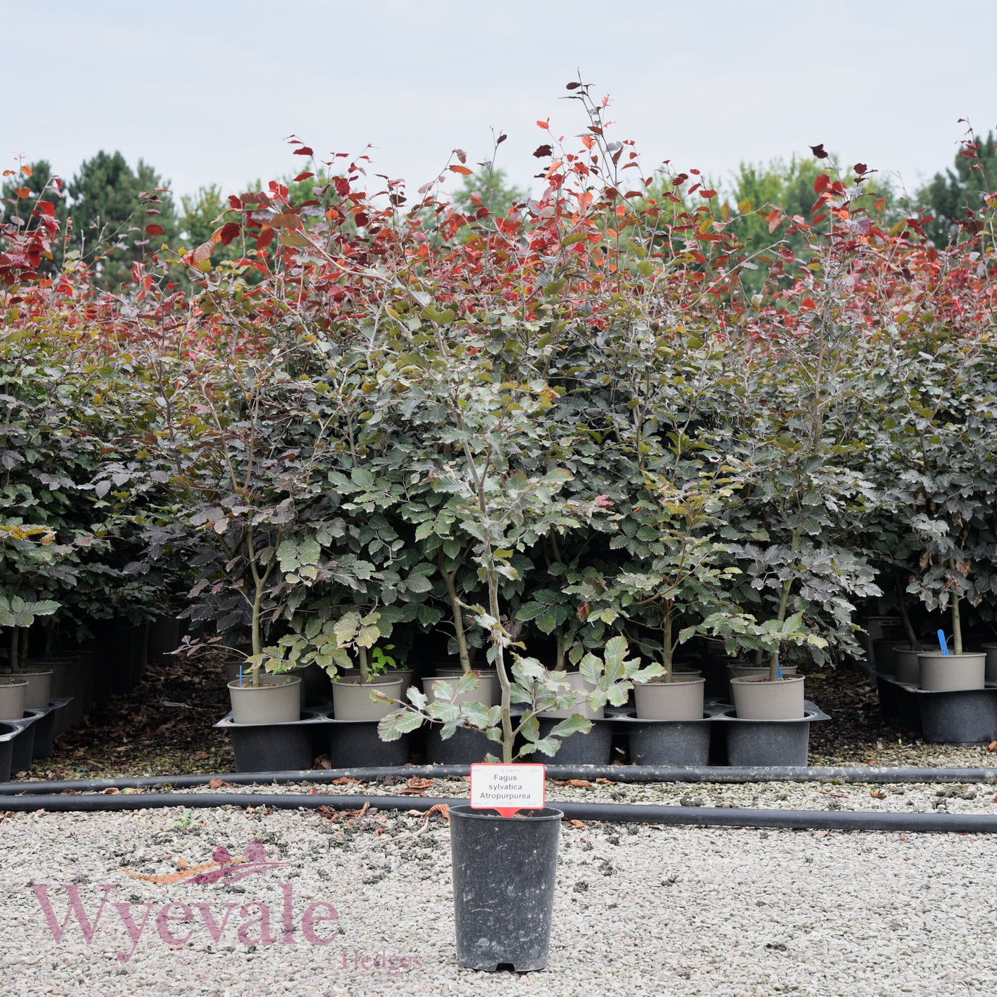 Fagus sylvatica (Beech) 'Atropurpurea'