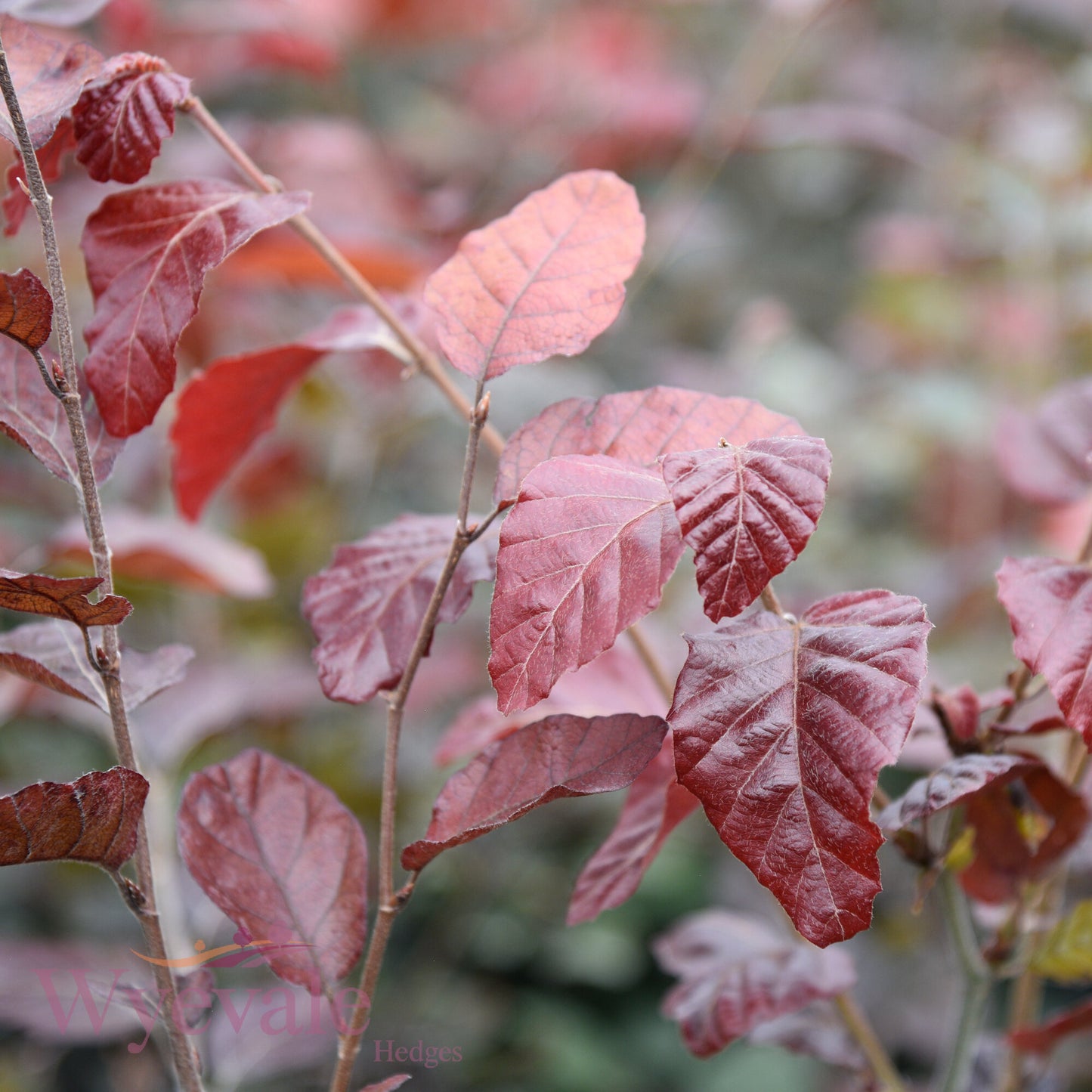Fagus sylvatica (Beech) 'Atropurpurea'