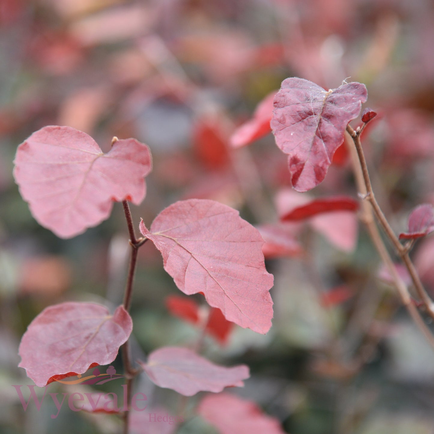 Fagus sylvatica (Beech) 'Atropurpurea'