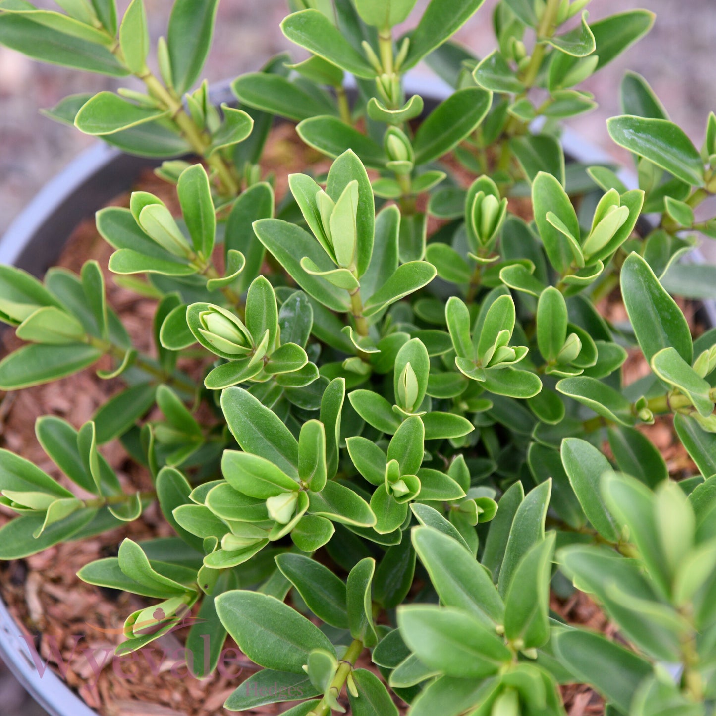 Hebe (Shrubby Veronica) 'Mette'