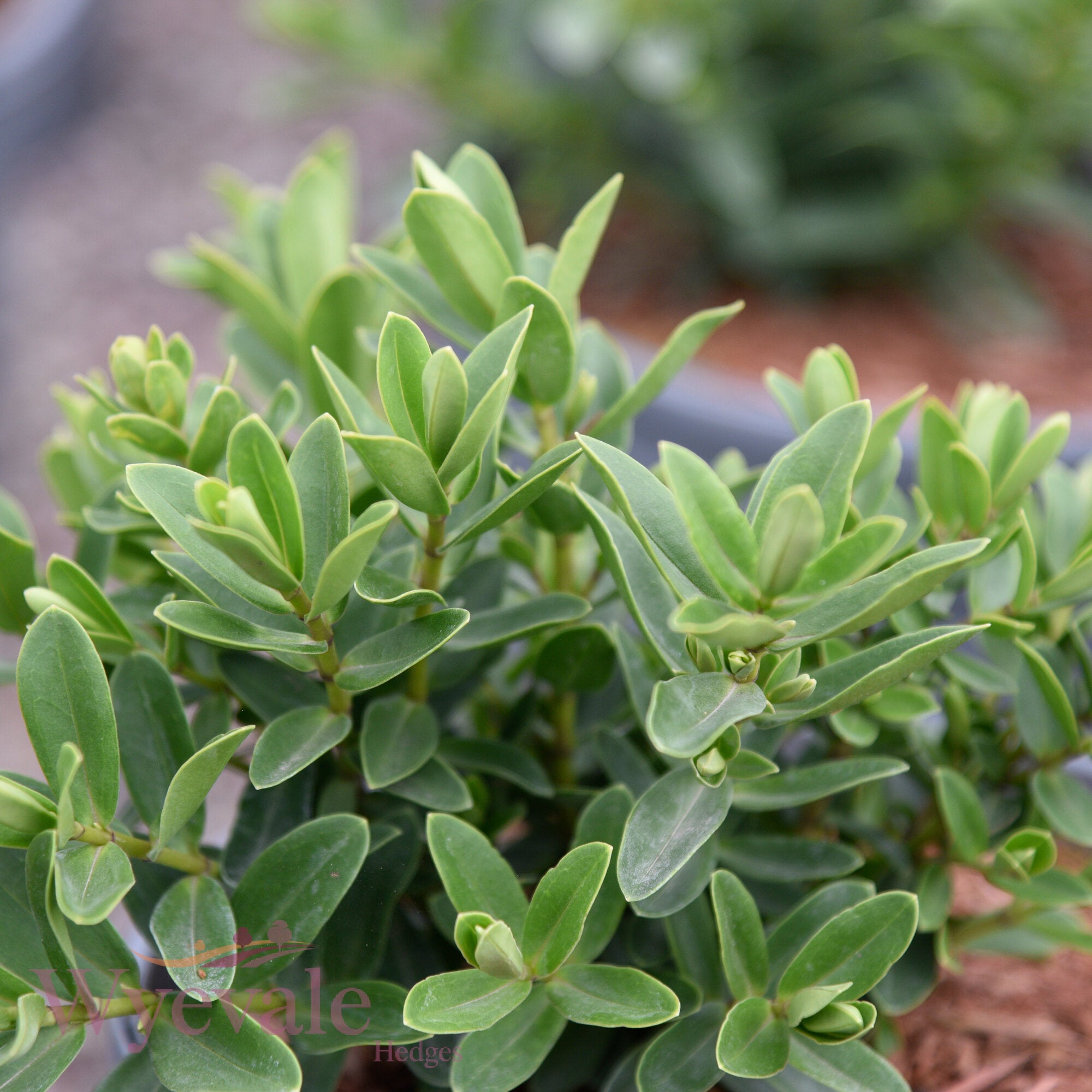 Hebe (Shrubby Veronica) 'Mette'