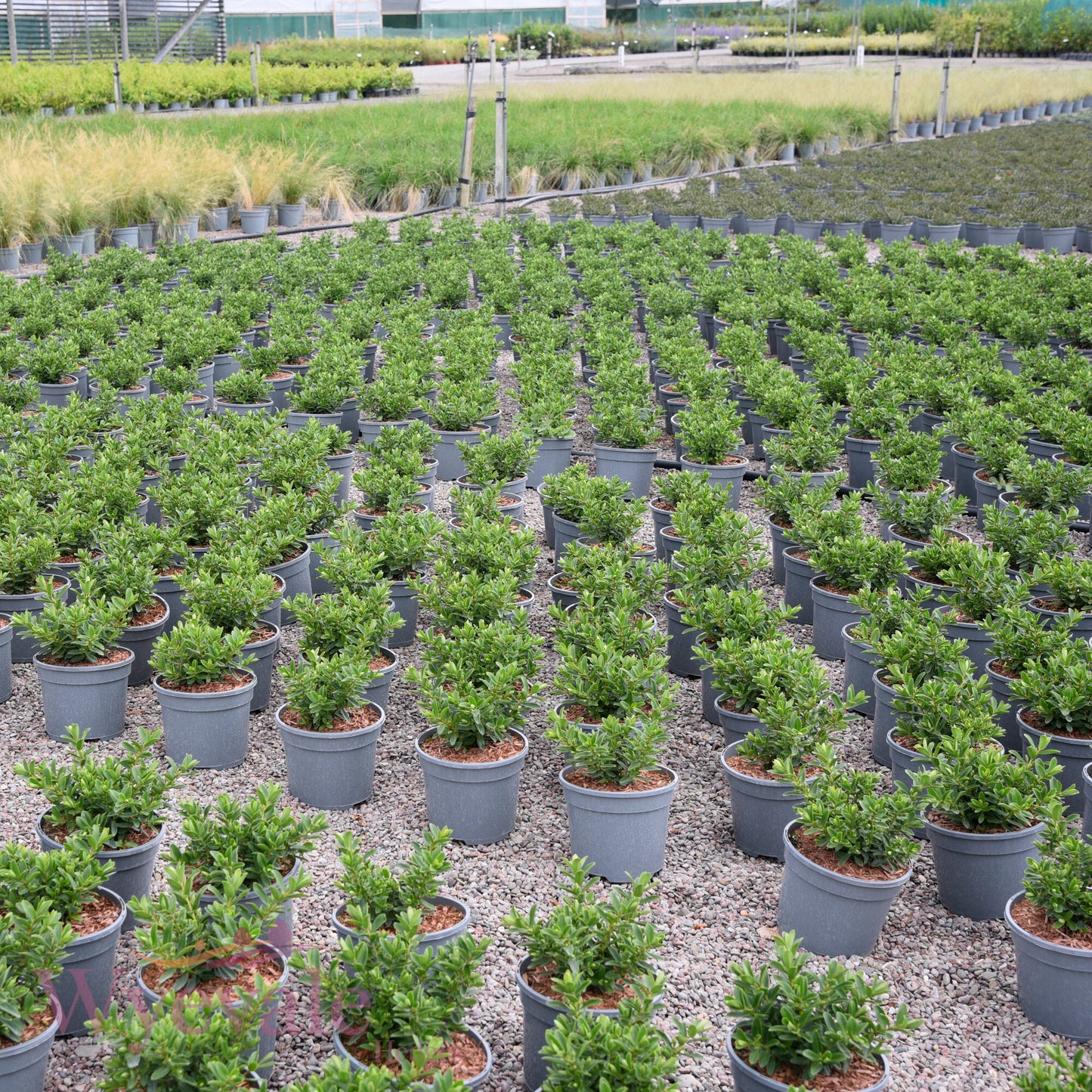 Hebe (Shrubby Veronica) 'Mette'