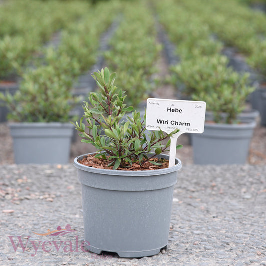 Hebe (Shrubby Veronica) 'Wiri Charm'