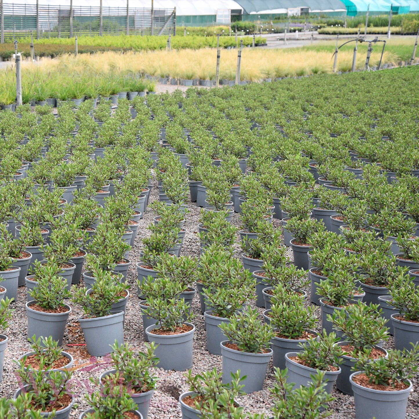 Hebe (Shrubby Veronica) 'Wiri Charm'