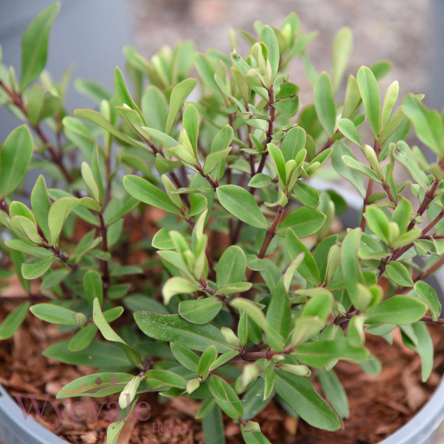 Hebe (Shrubby Veronica) 'Wiri Charm'