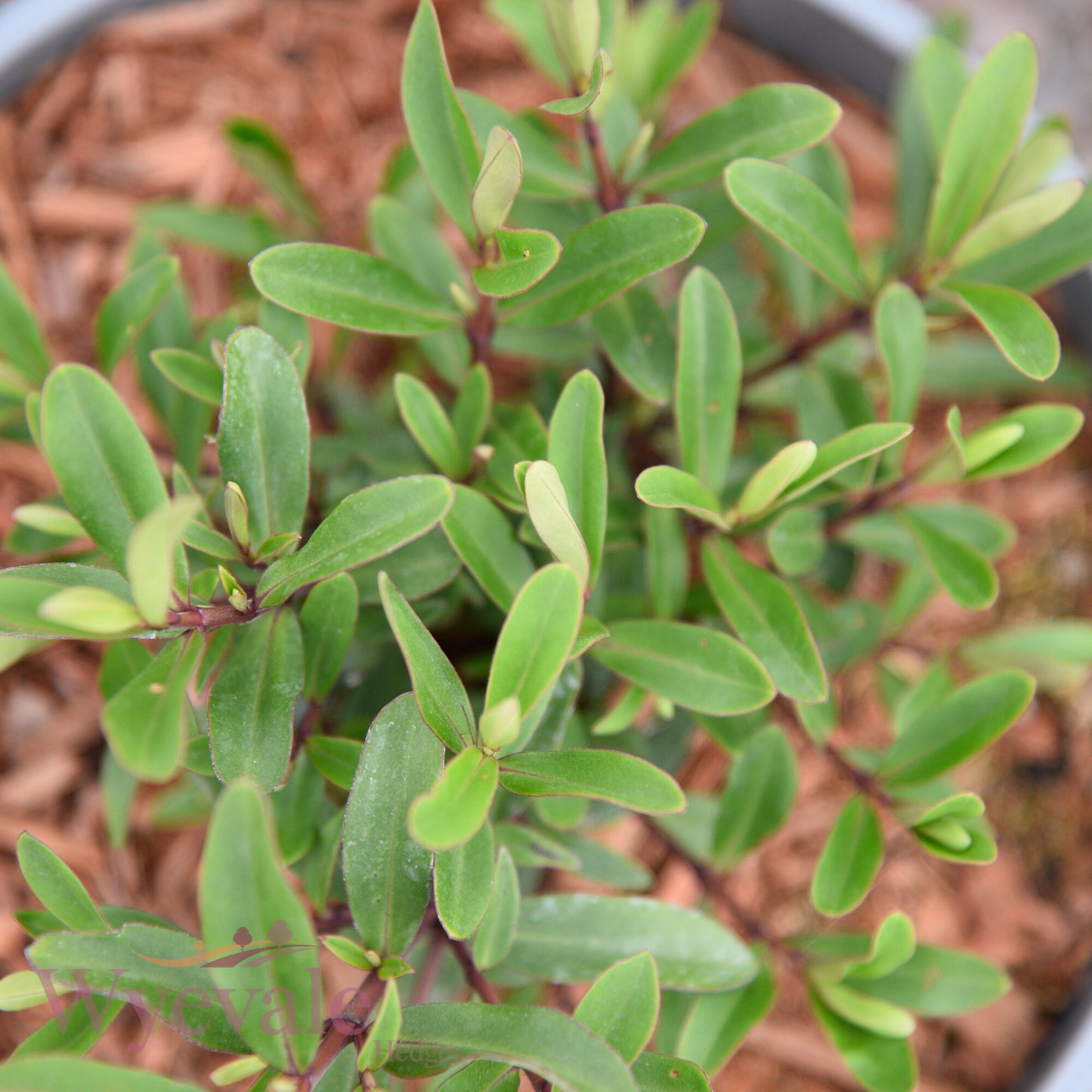 Hebe (Shrubby Veronica) 'Wiri Charm'