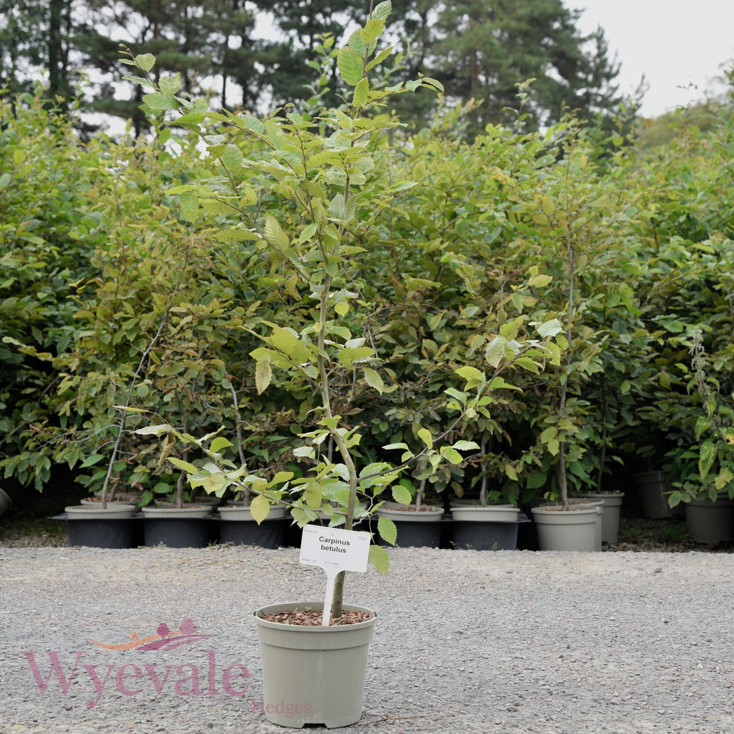 Carpinus betulus (Hornbeam)