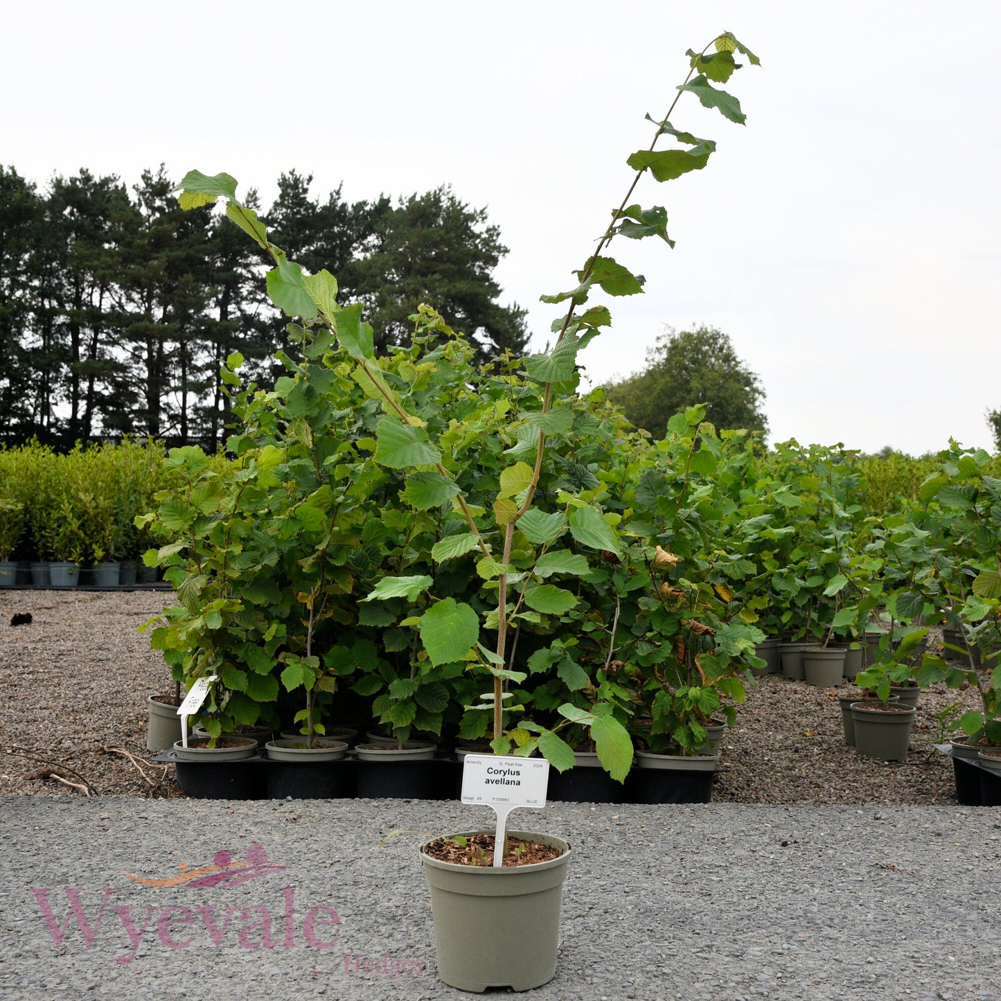 Corylus avellana (Hazel)