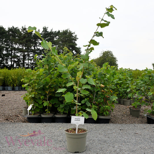 Corylus avellana (Hazel)