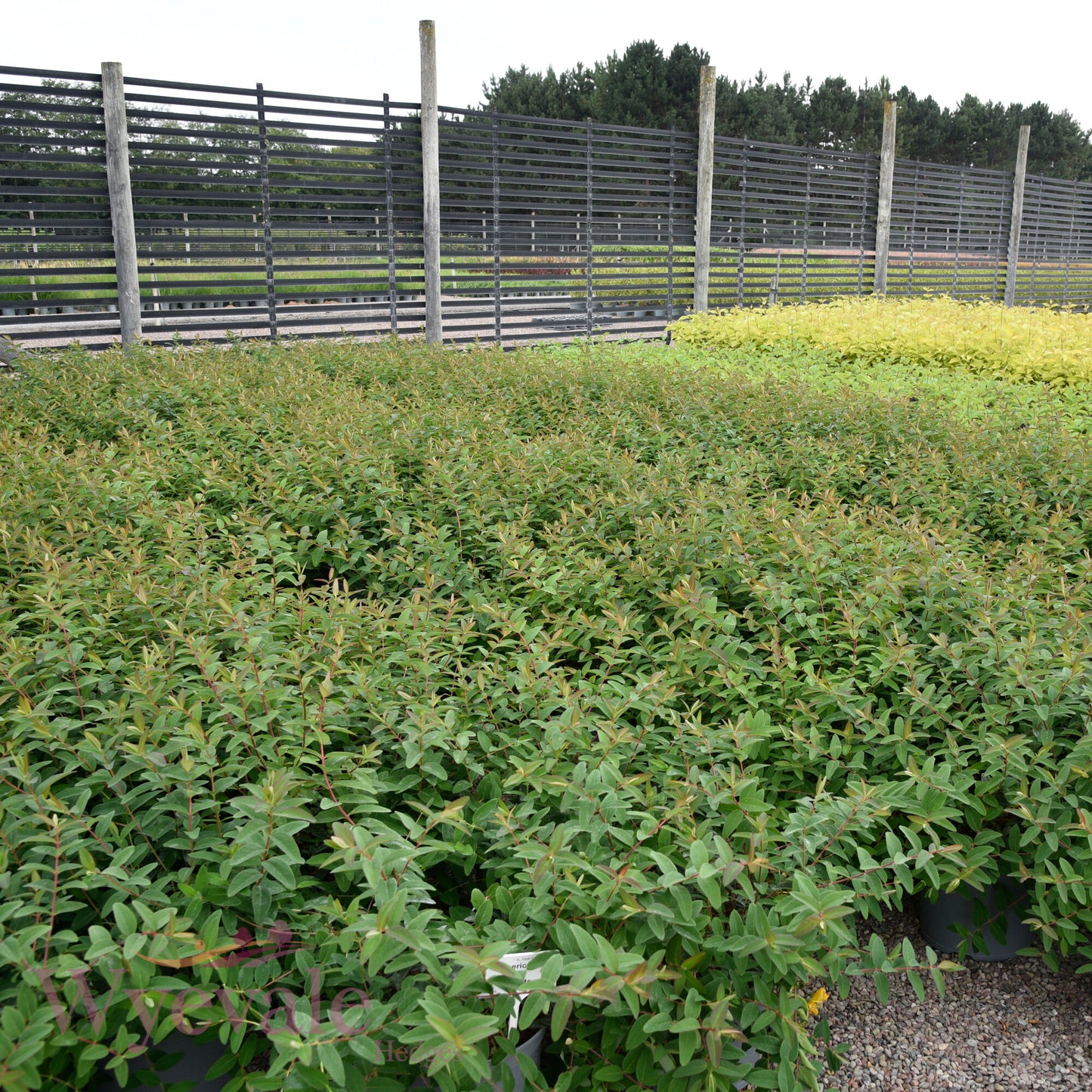Hypericum (St John's wort) 'Hidcote'
