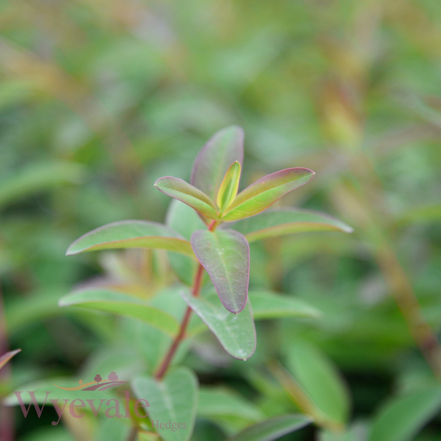 Hypericum (St John's wort) 'Hidcote'