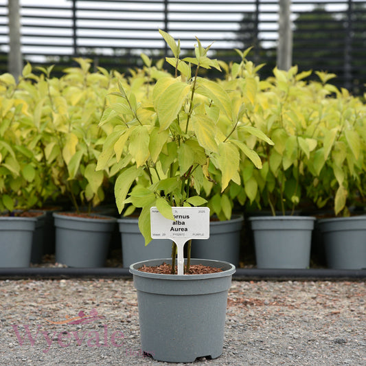 Cornus alba (Red-Barked Dogwood Aurea) 'Aurea'