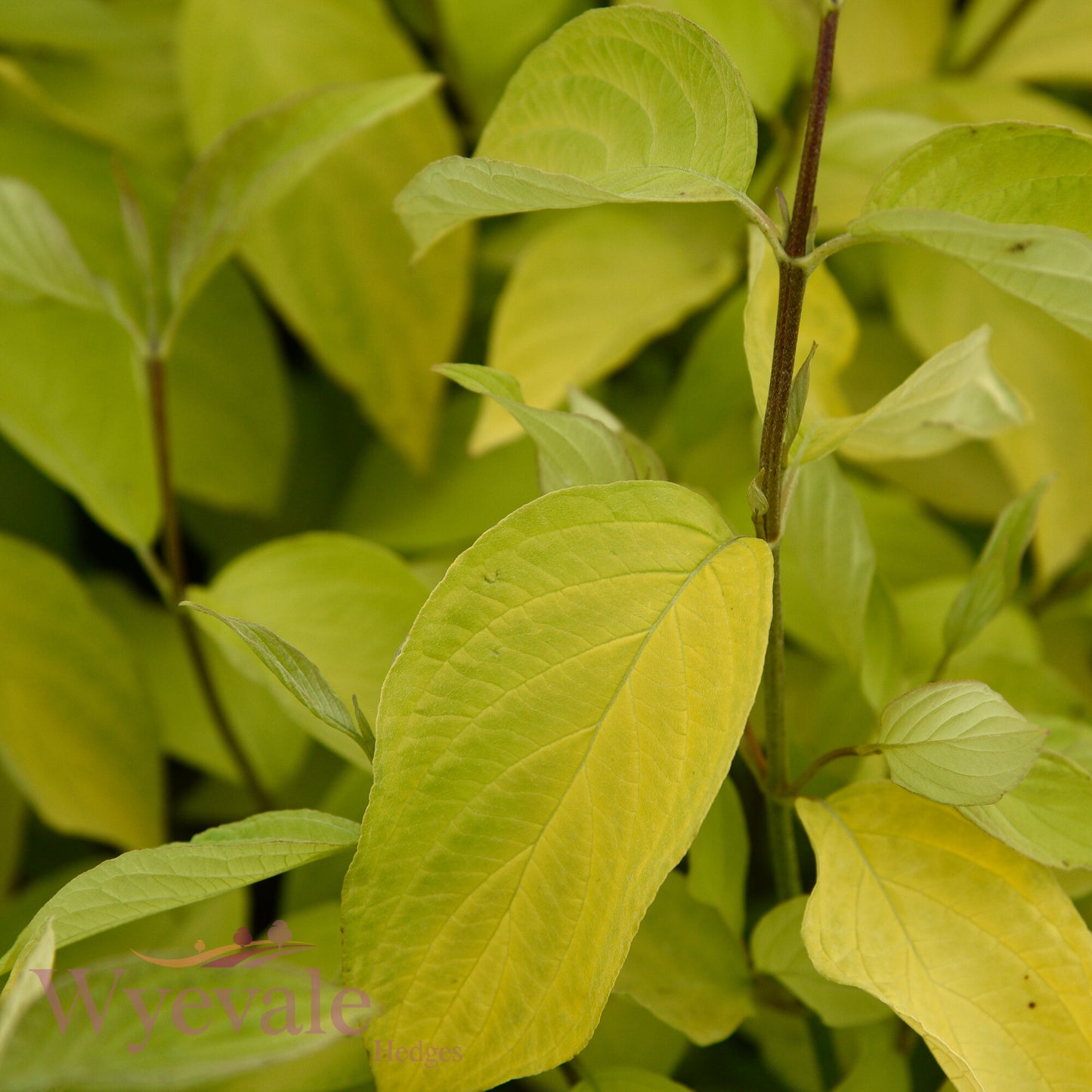 Cornus alba (Red-Barked Dogwood Aurea) 'Aurea'