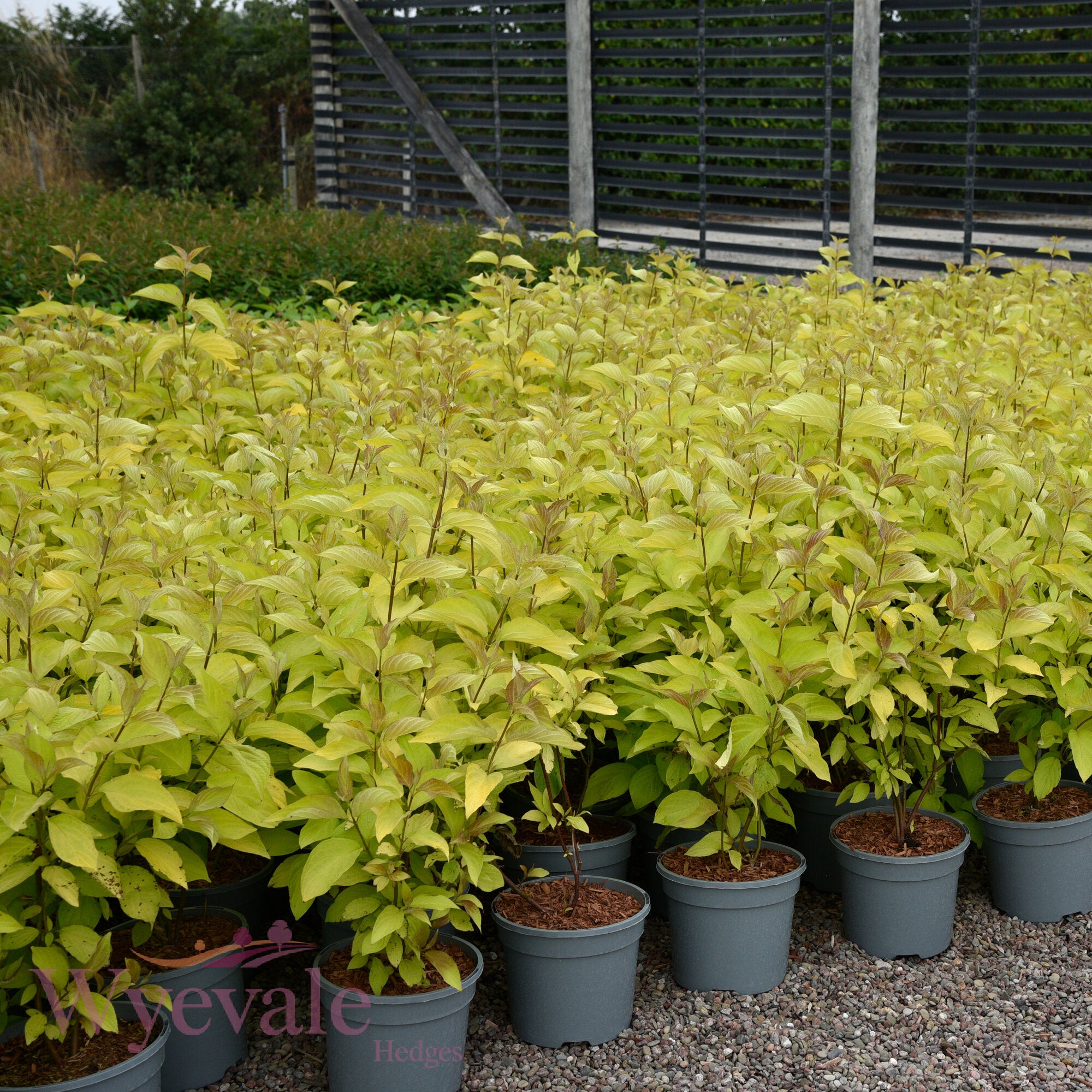 Cornus alba (Red-Barked Dogwood Aurea) 'Aurea'
