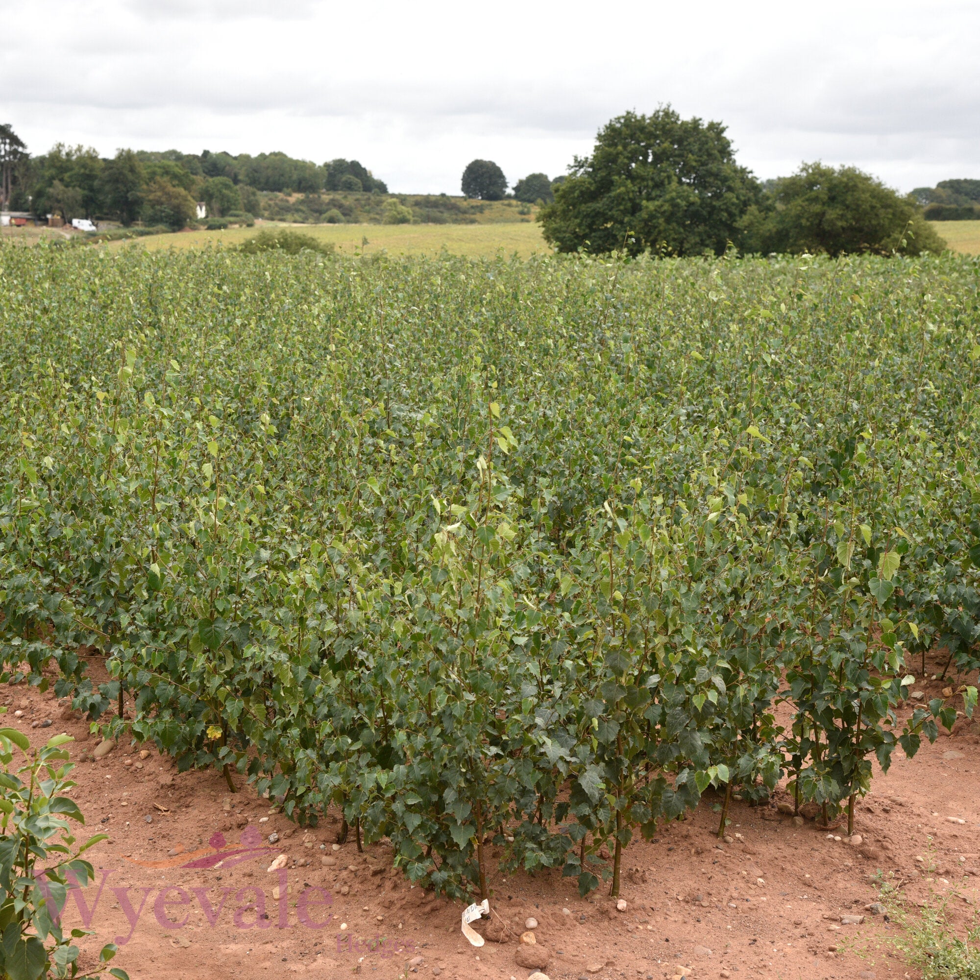 Bareroot Sorbus aucuparia (Rowan)