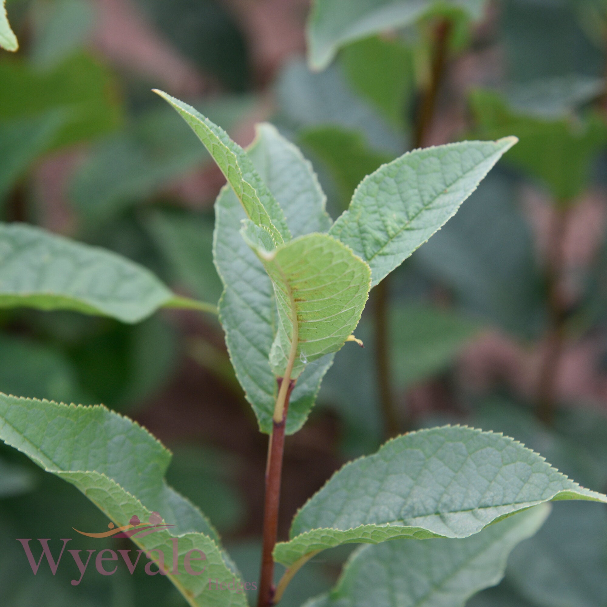 Bareroot Prunus padus (Bird Cherry)