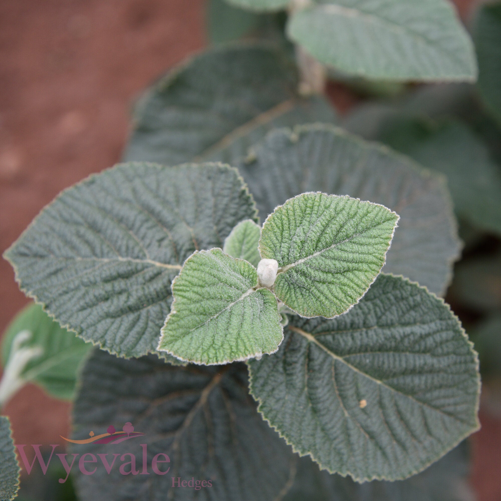 Bareroot Viburnum lantana (Wayfaring Tree)