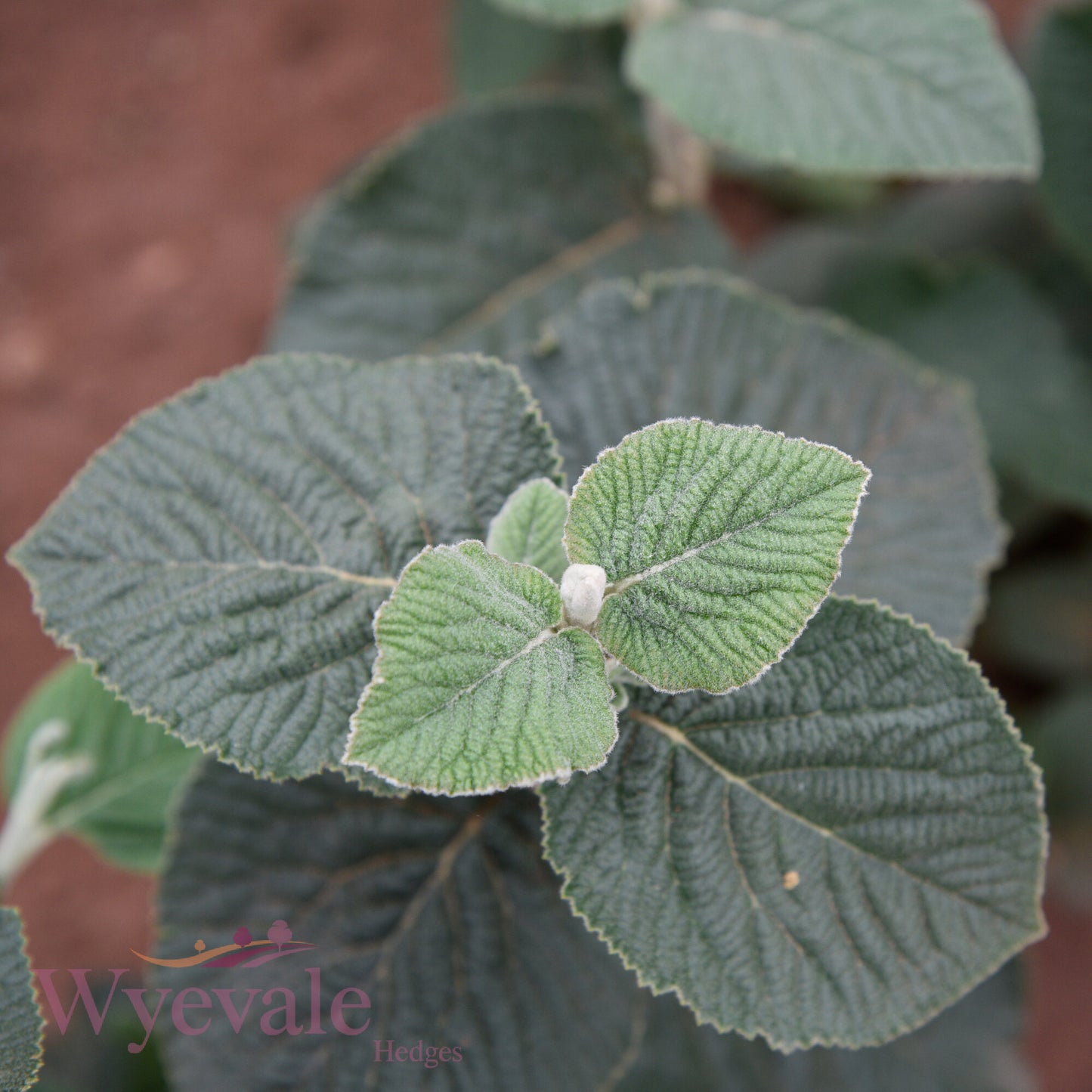 Bareroot Viburnum lantana (Wayfaring Tree)