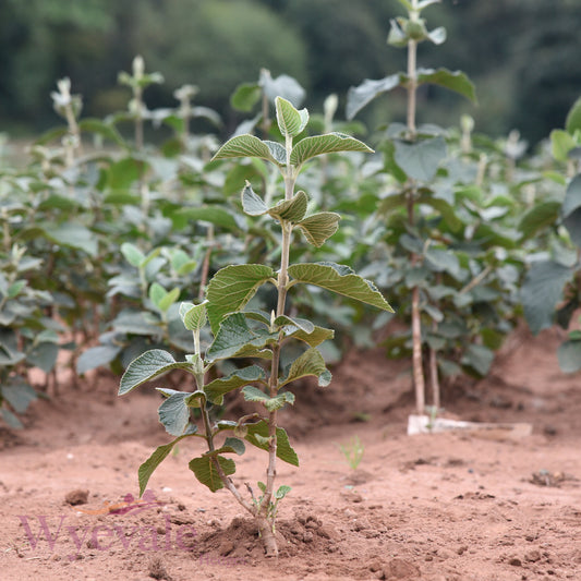 Bareroot Viburnum lantana (Wayfaring Tree)