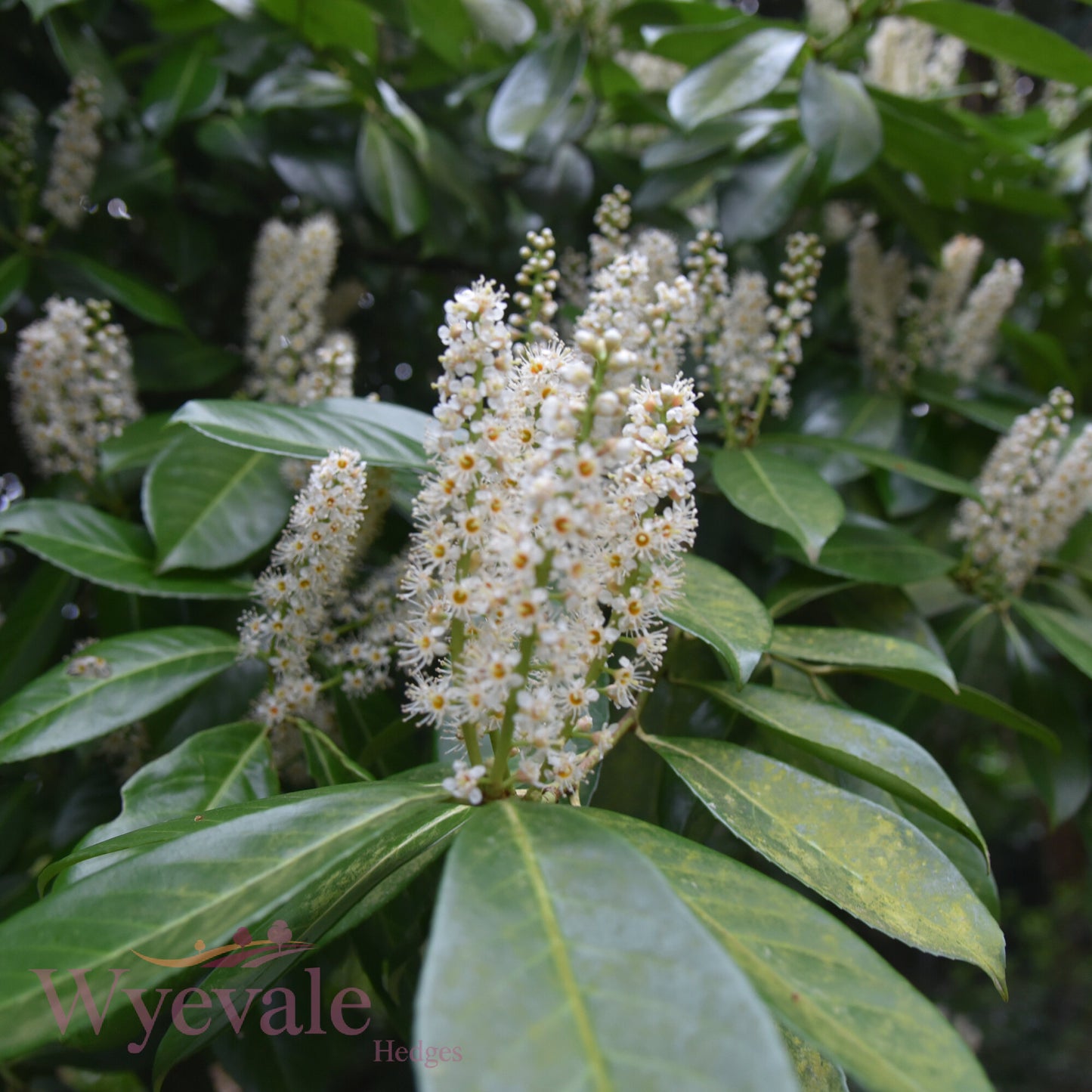 Prunus laurocerasus (Cherry laurel)