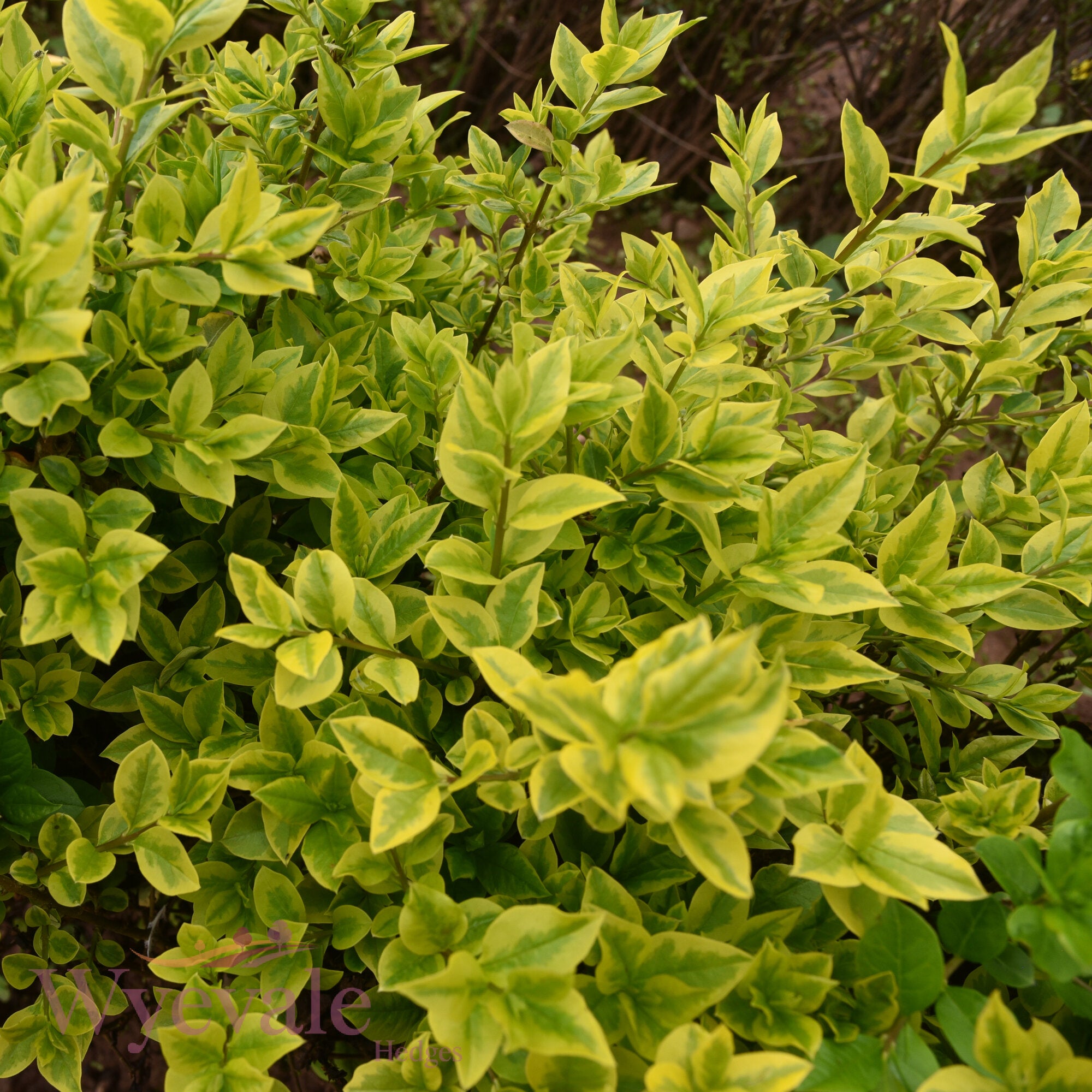 Bareroot Ligustrum ovalifolium (Golden Privet) 'Aureum'