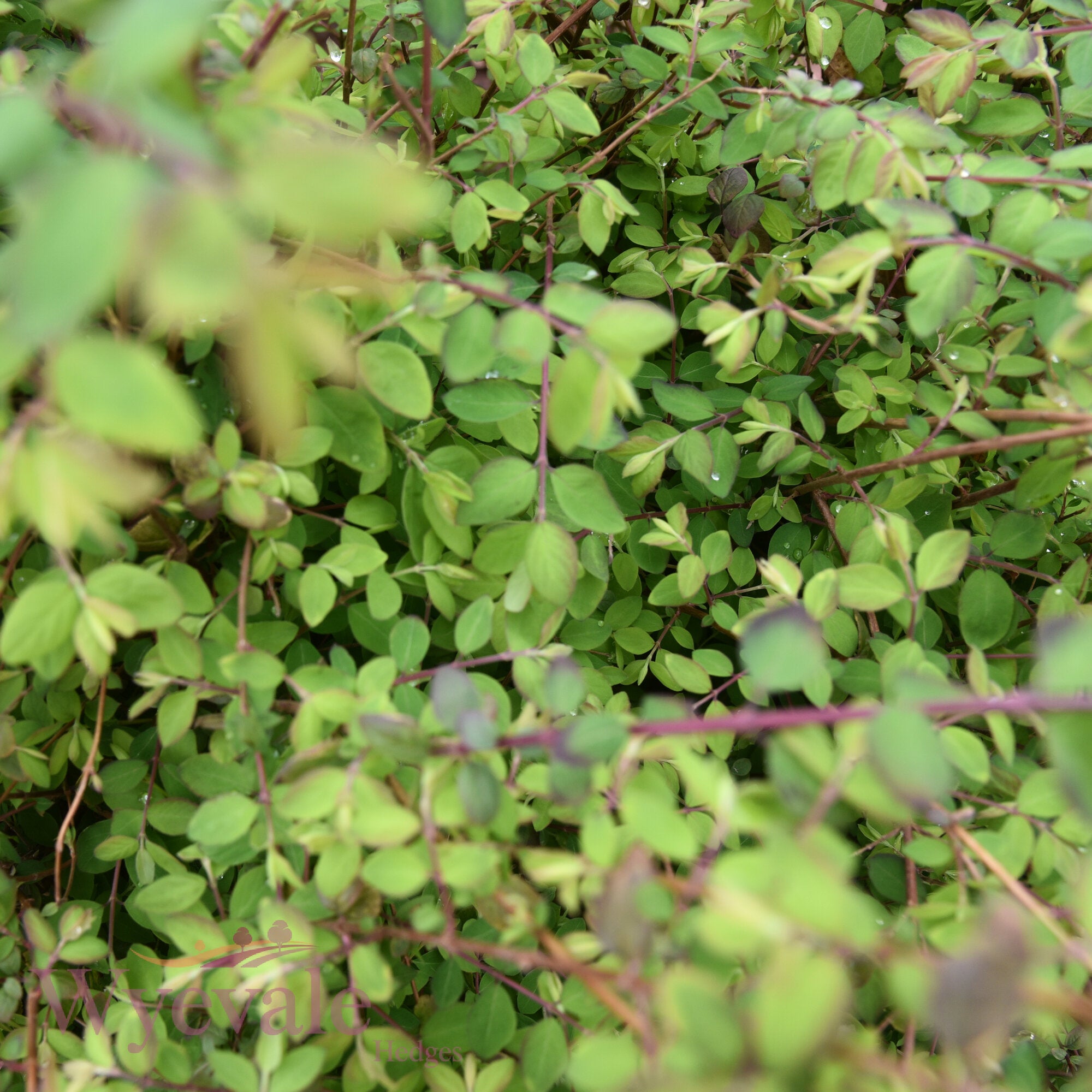 Bareroot Rosa canina (Dog Rose)