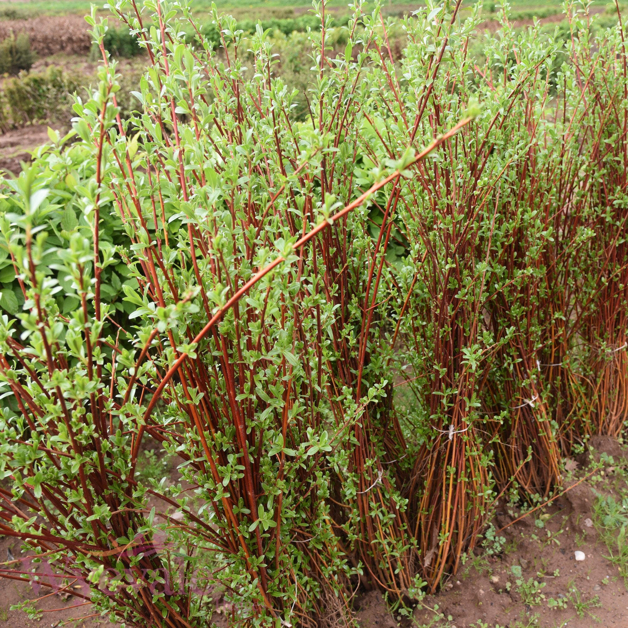 Bareroot Salix daphnoides (Violet Willow)