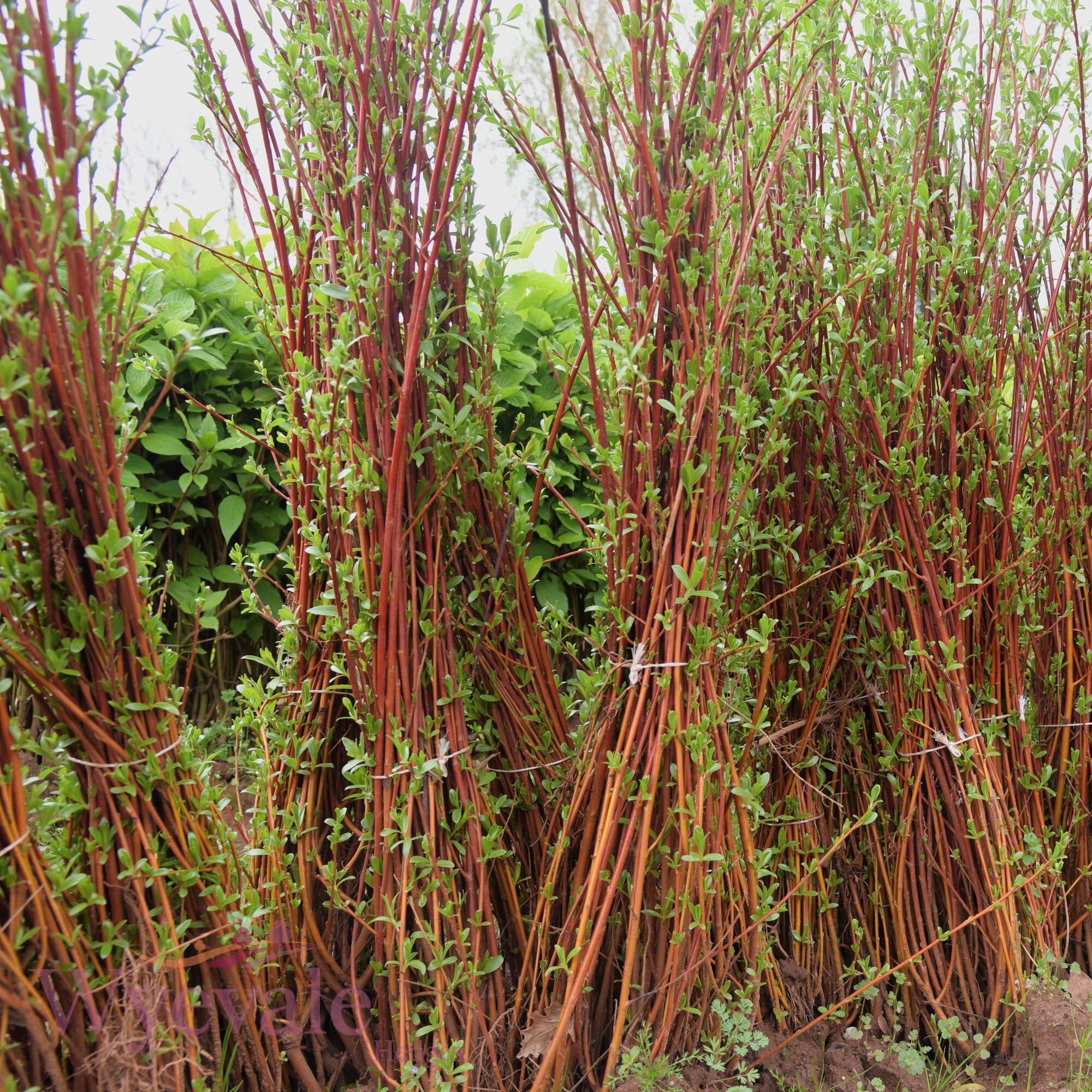 Bareroot Salix daphnoides (Violet Willow)