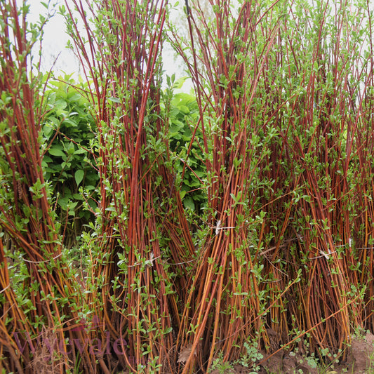Bareroot Salix daphnoides (Violet Willow)